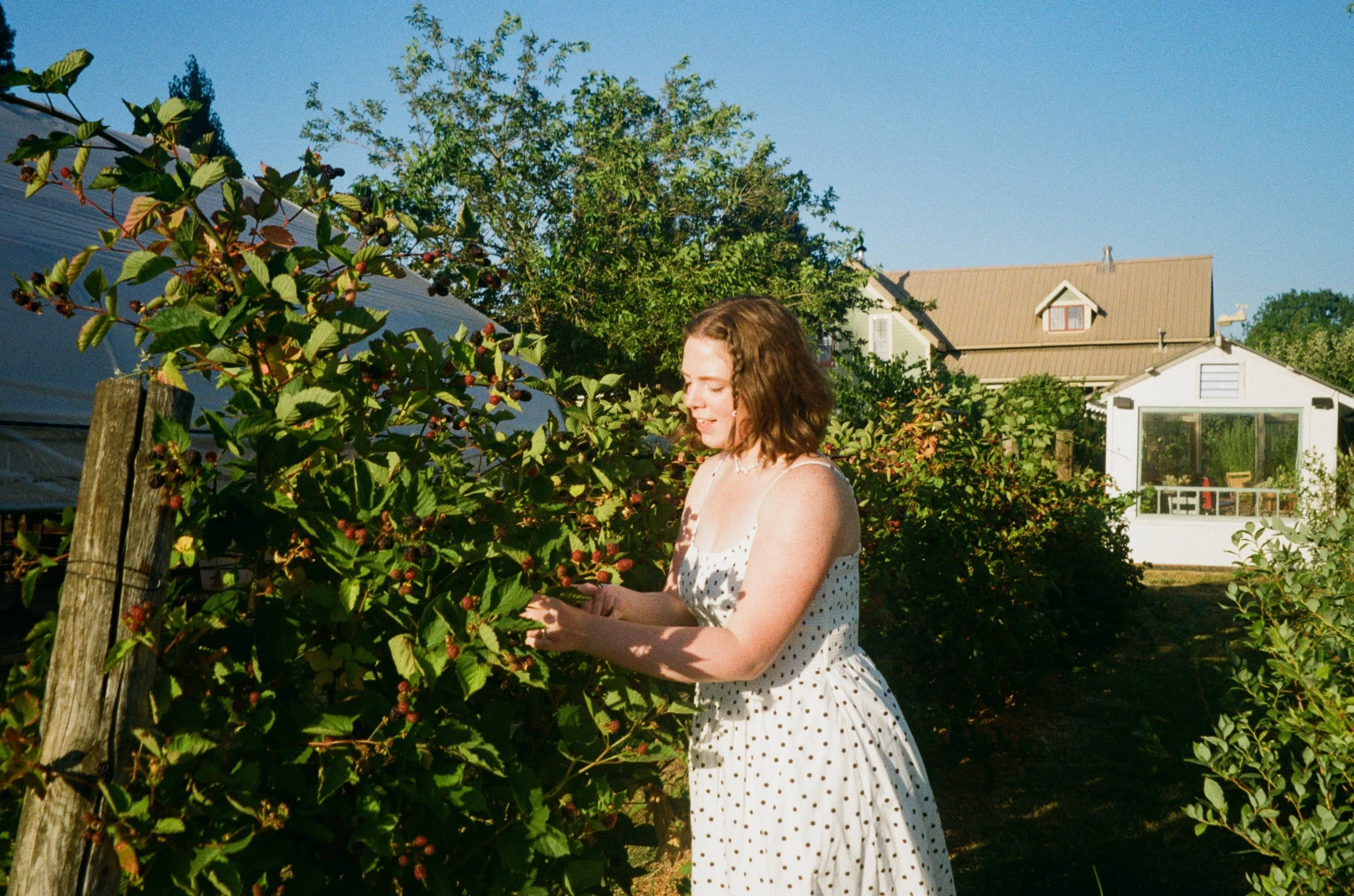 A woman in a white polka-dot dress picking blackberries in a garden during daytime.