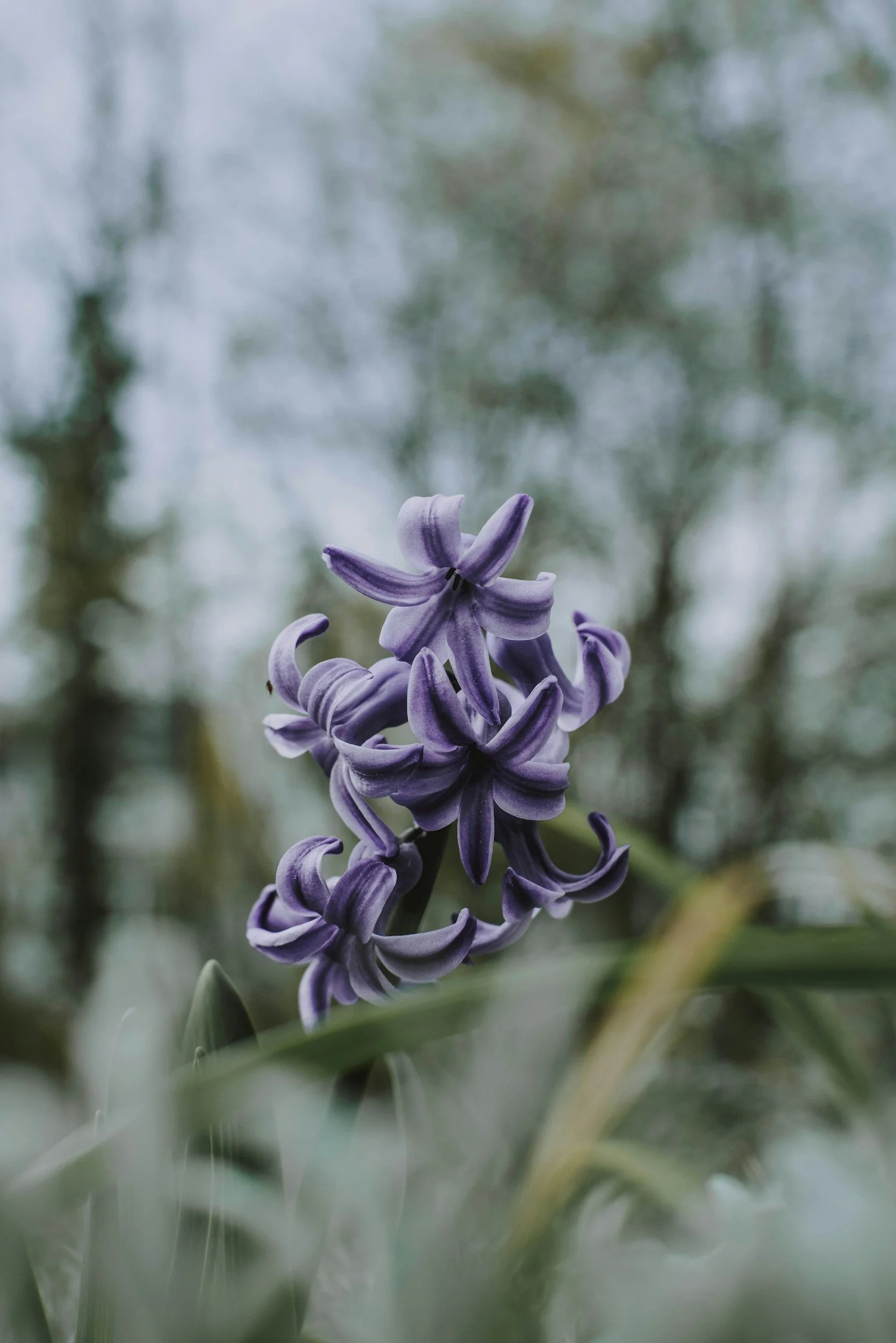 Close-up of a purple hyacinth flower with blurred background of trees and greenery.