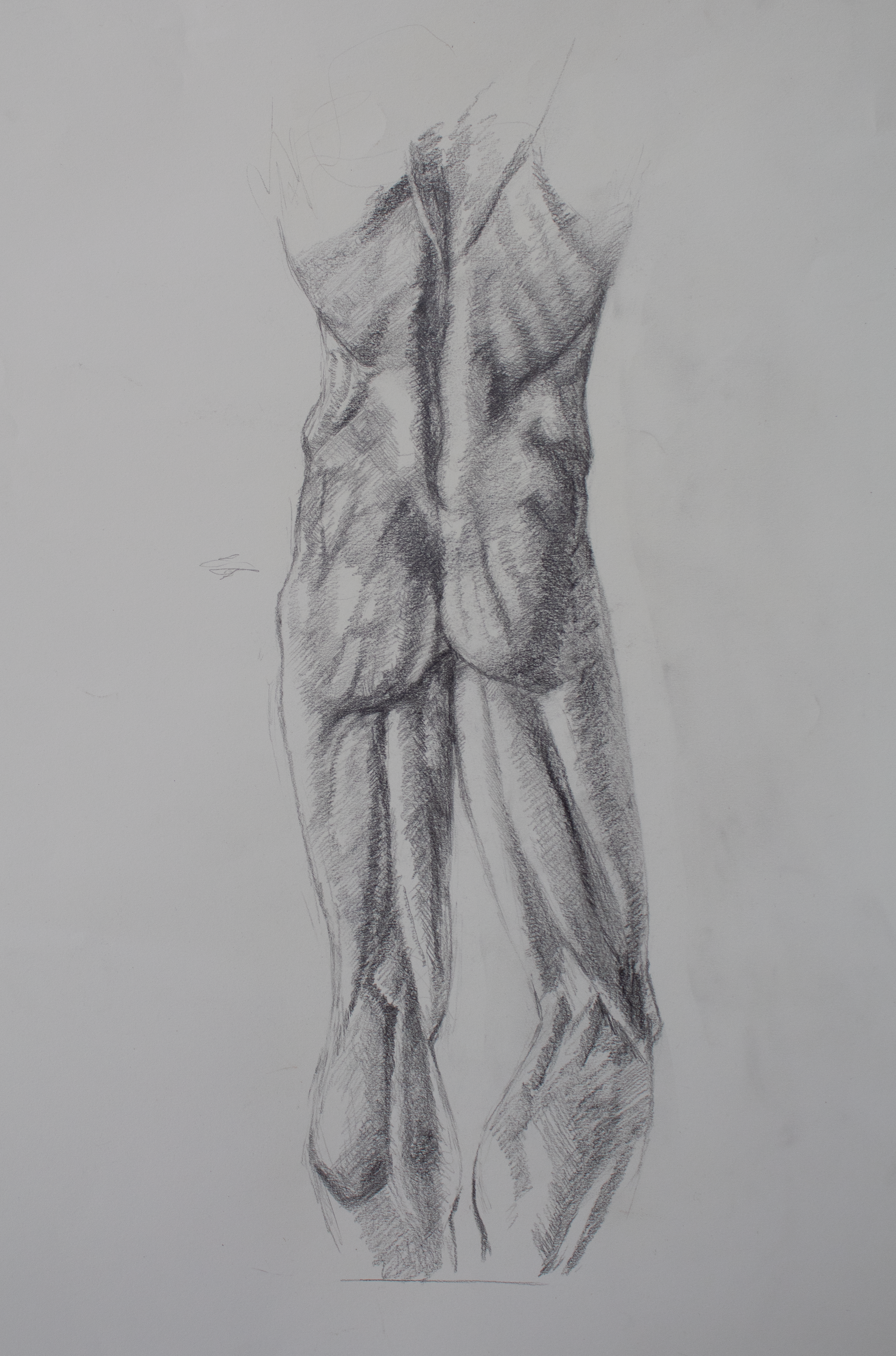 flayed model study.png