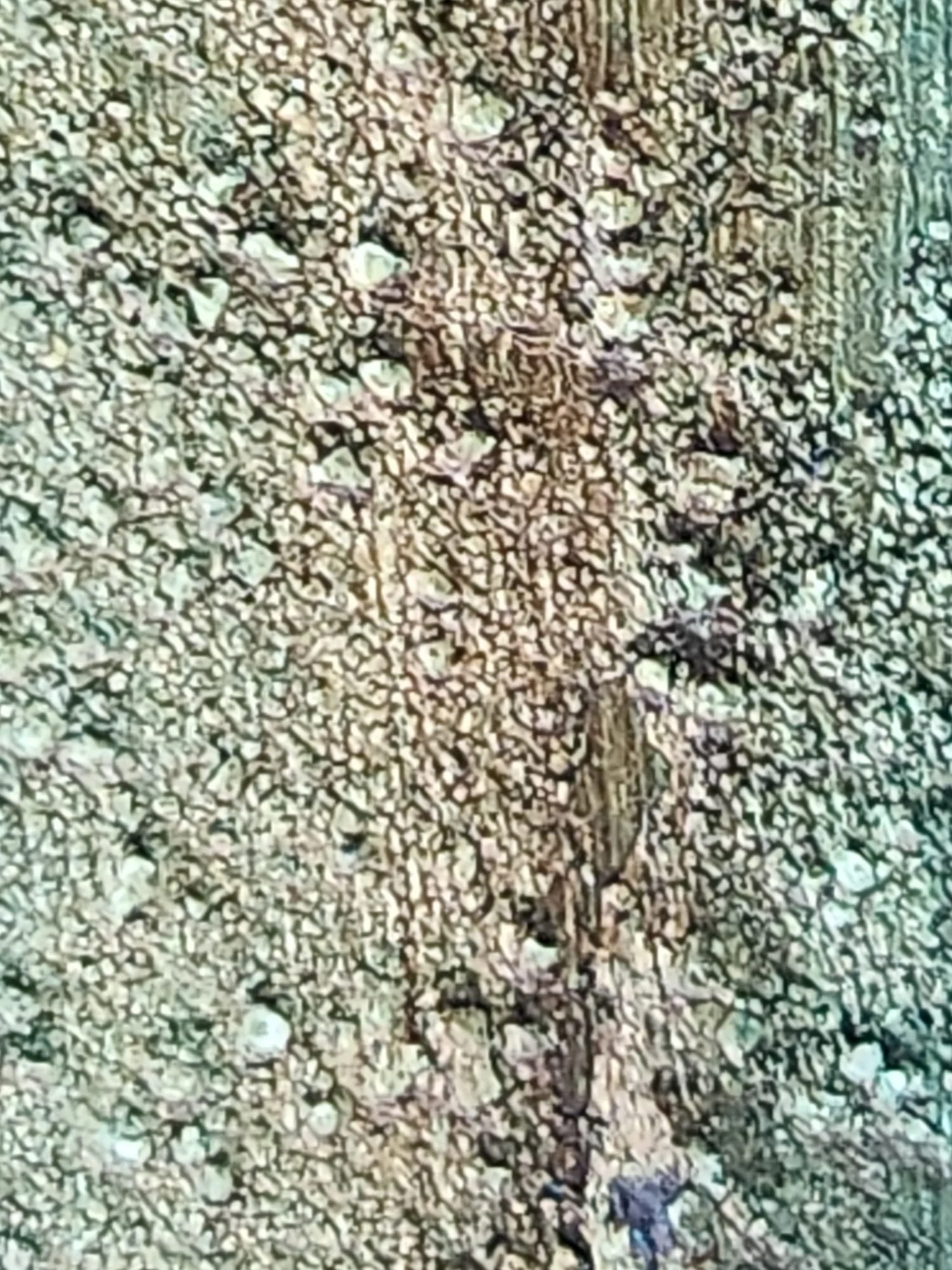 sediments of Silence_texture4.jpeg