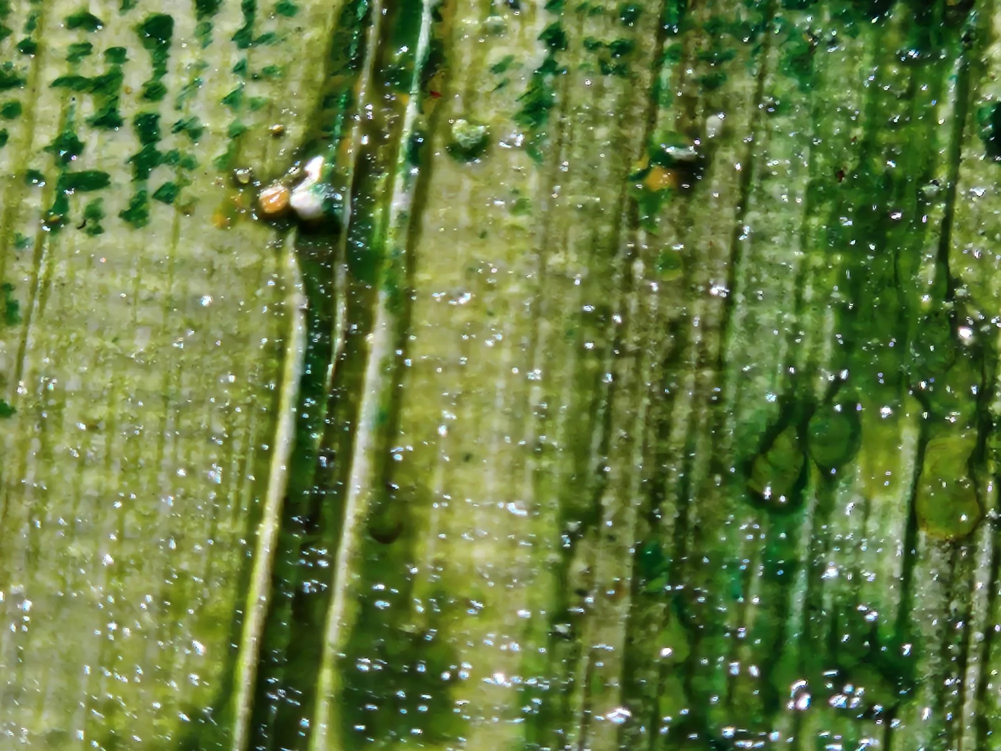 Grounded_ closeup_textured.jpeg