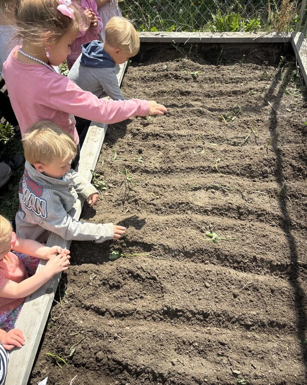 Children planting seedlings in a garden bed.