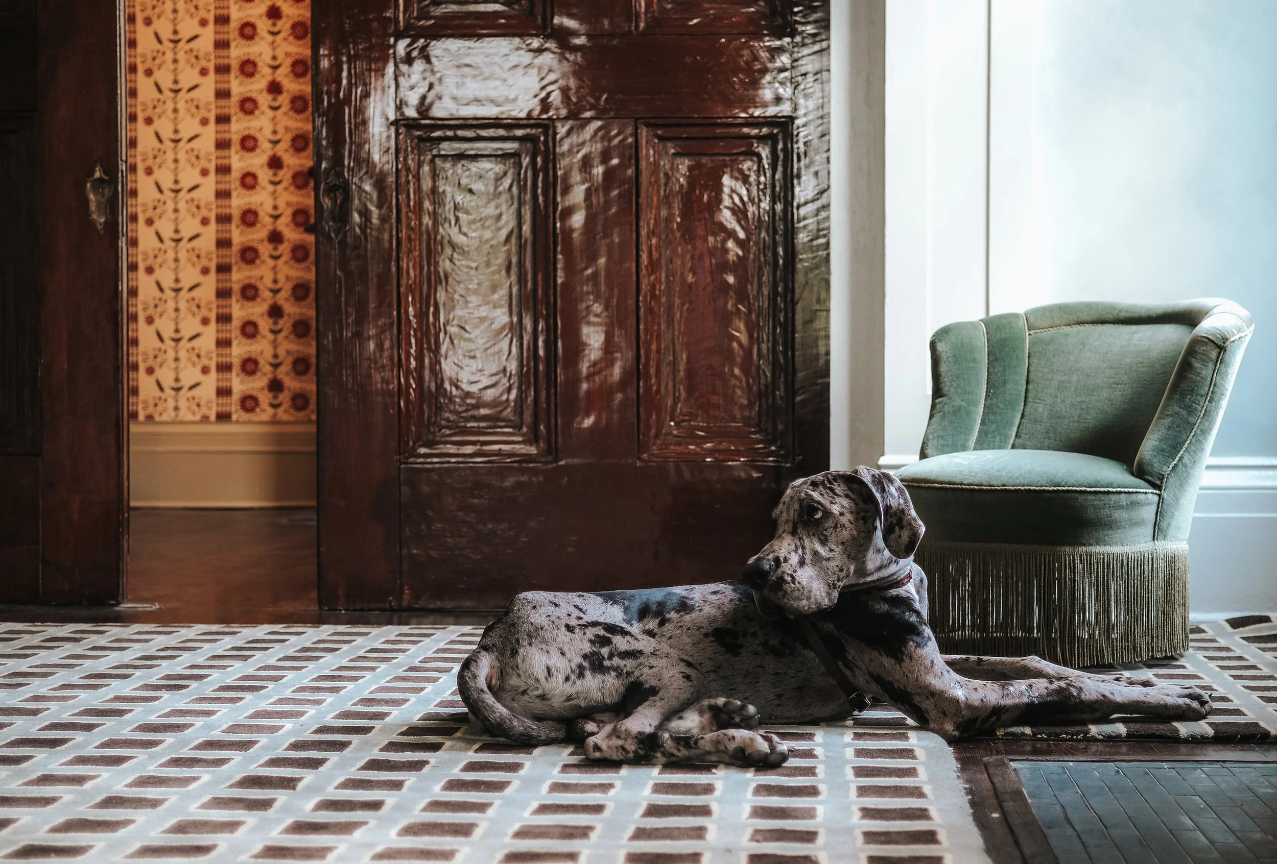 A Dalmatian dog lying on a patterned rug inside a room, with a green upholstered chair and a large wooden door in the background, illuminated by natural light from a nearby window.