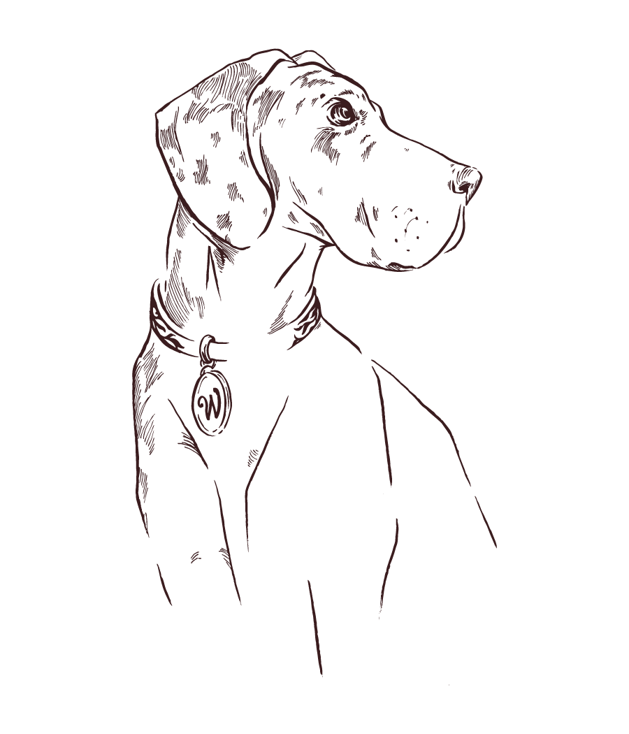Line drawing of a black Labrador Retriever dog wearing a collar with a tag.