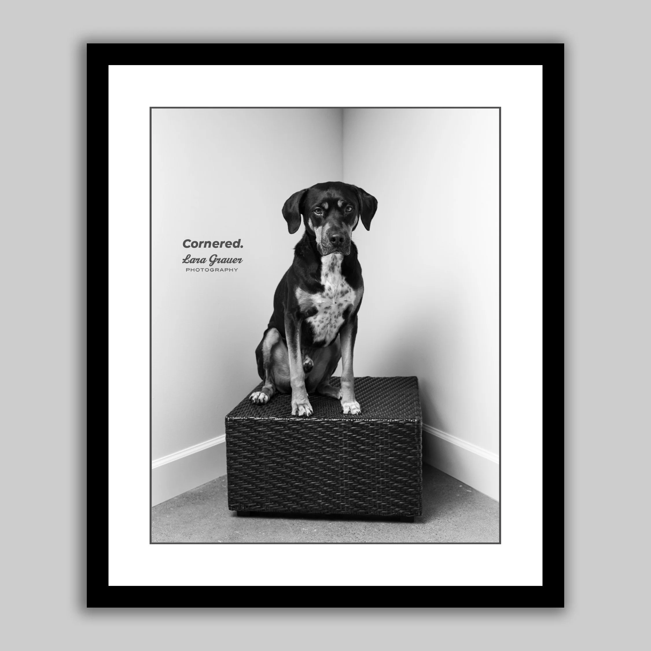 Odin is awesome. He keeps his paws on the ground, he understands that leashes can’t go through trees, and he almost never barks (unless he sees a raccoon or a dog  in a car). He'll also happily get "Cornered" for a treat!