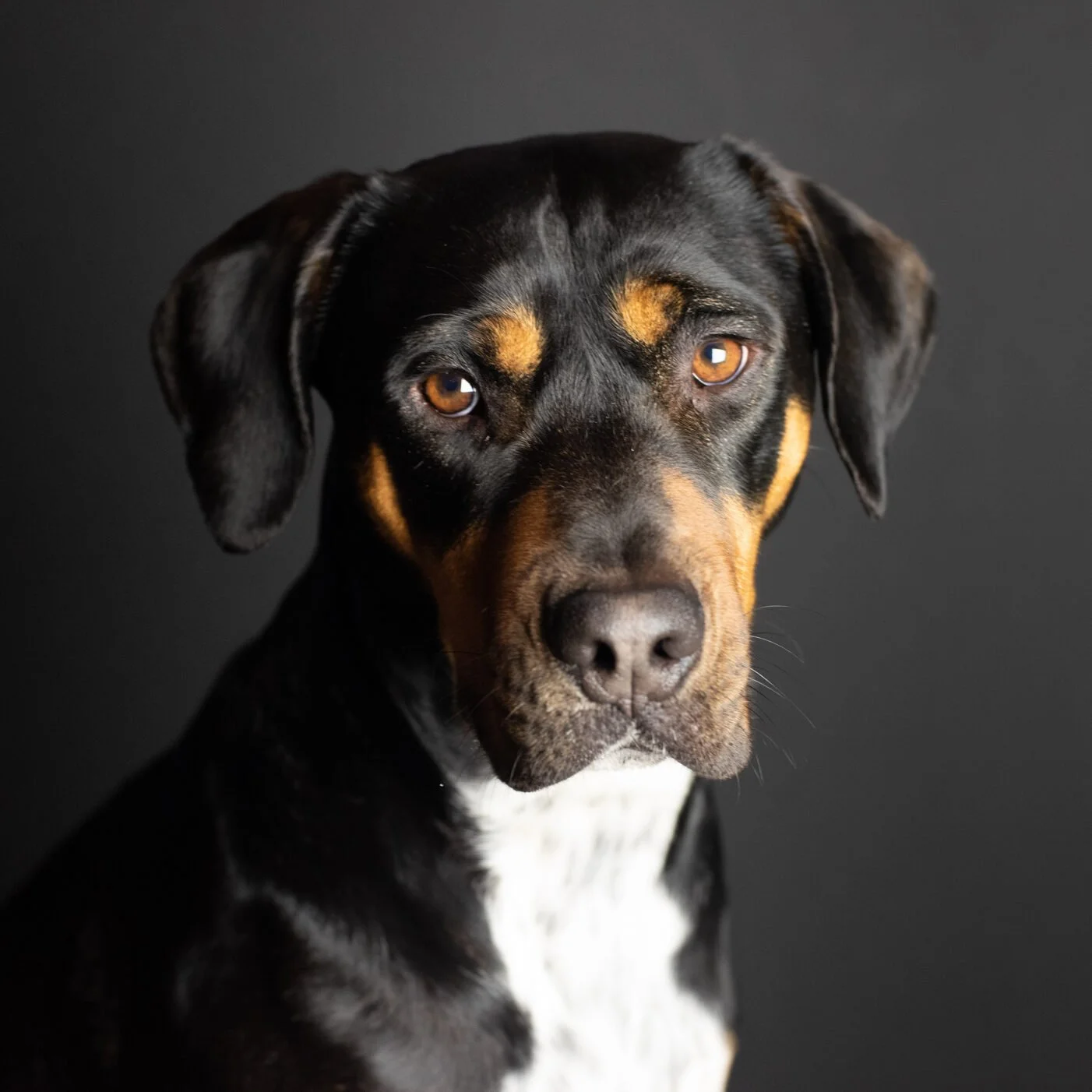 Close-up portrait of a black and tan dog with amber eyes against a dark background.