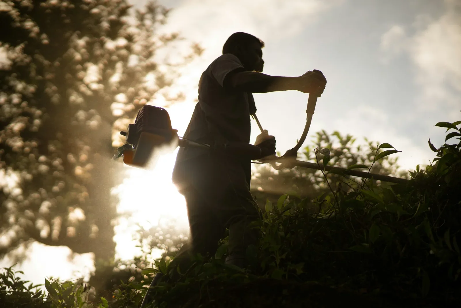 Professional landscaper trimming vegetation as part of residential landscaping services in Calgary `