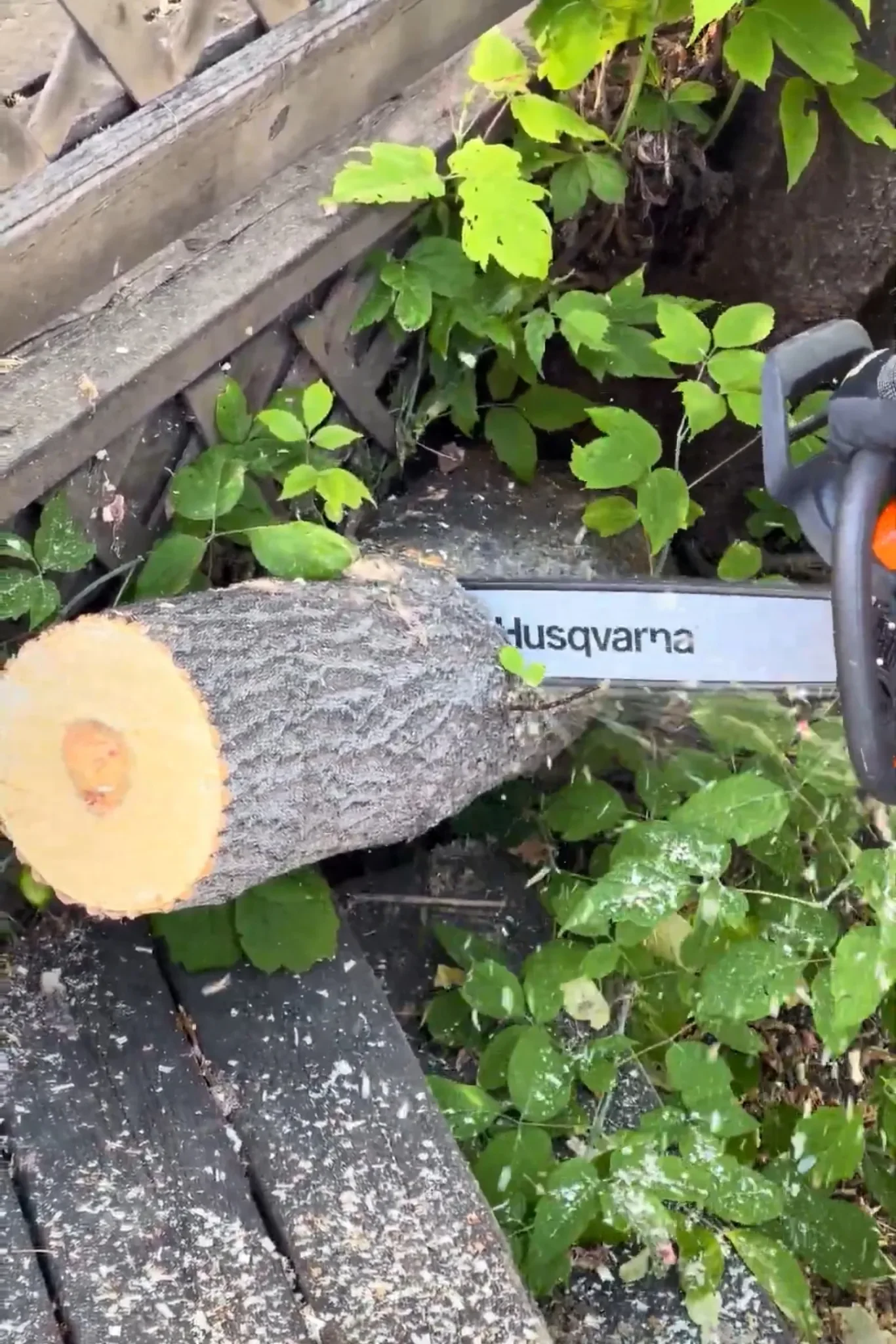 Close-up of a professional cutting a tree log with a chainsaw near a fence during residential tree removal in Calgary.