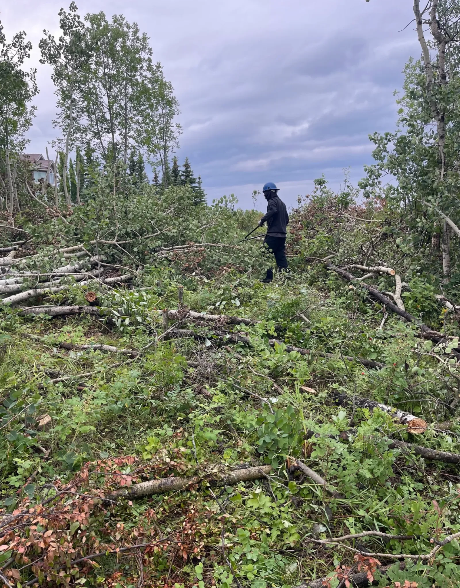 Residential tree removal and land clearing work showing a professional clearing fallen trees and branches in Calgary.