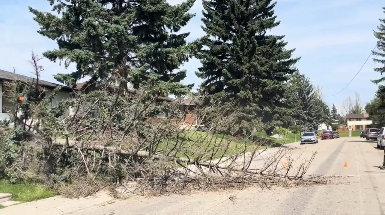 Emergency tree removal showing a large fallen tree blocking a residential roadway in Calgary.