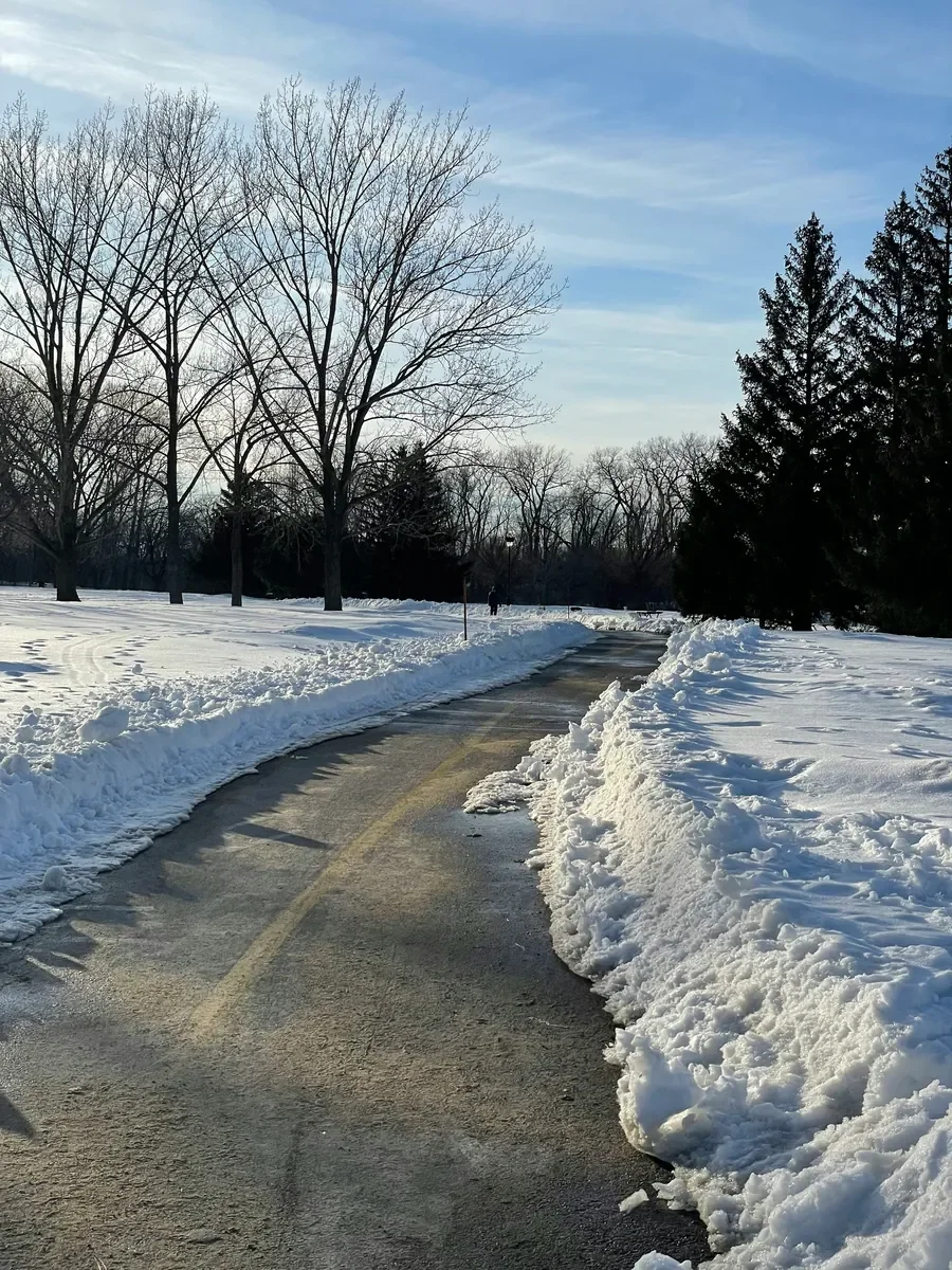Snow-covered park with a cleared walking path, leafless trees, evergreen trees, and a clear blue sky.