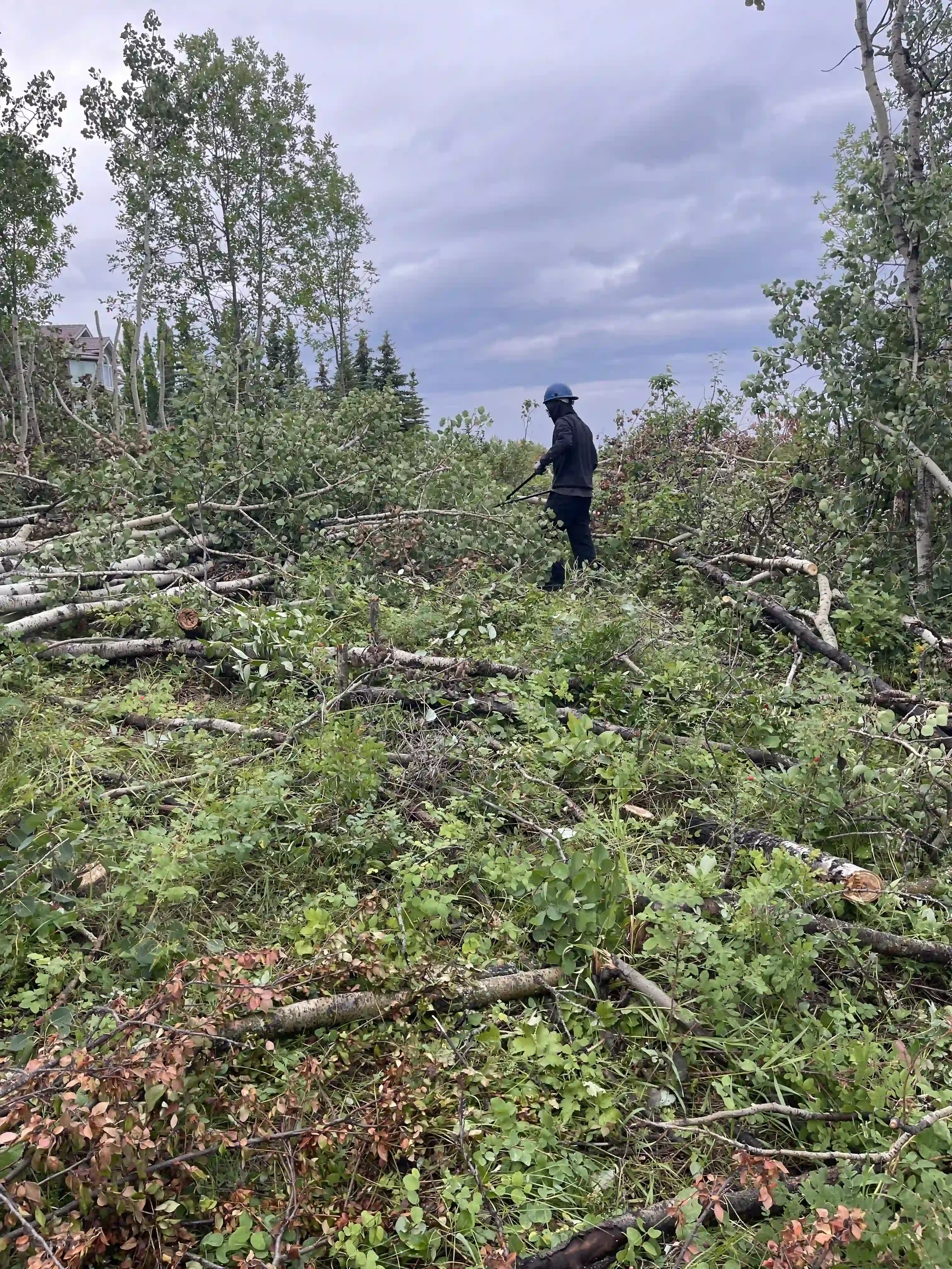 Residential tree removal and site clearing with fallen trees and debris safely removed in Calgary