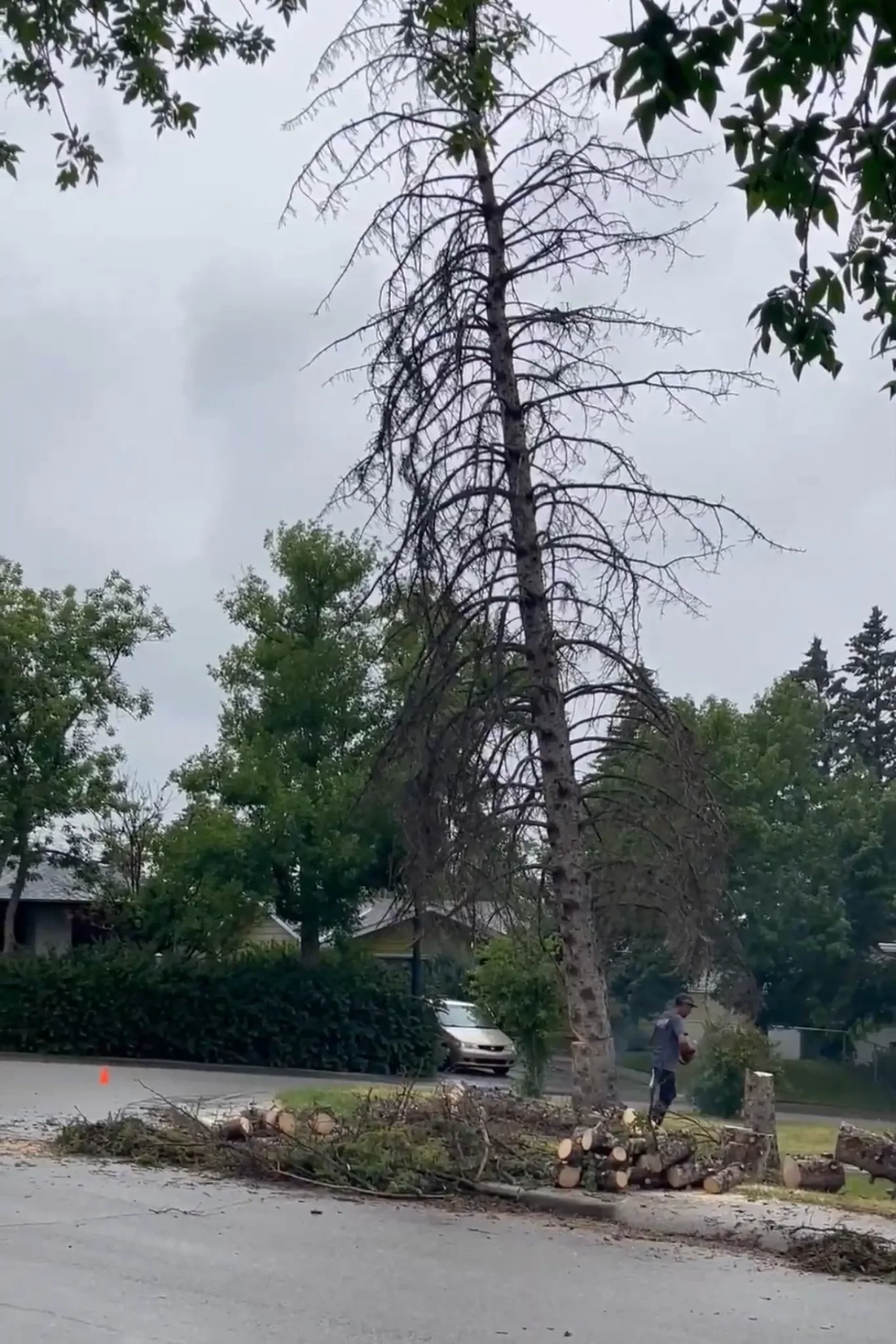 Removal of a tall dead tree in a residential neighbourhood with cut logs staged for cleanup in Calgary.