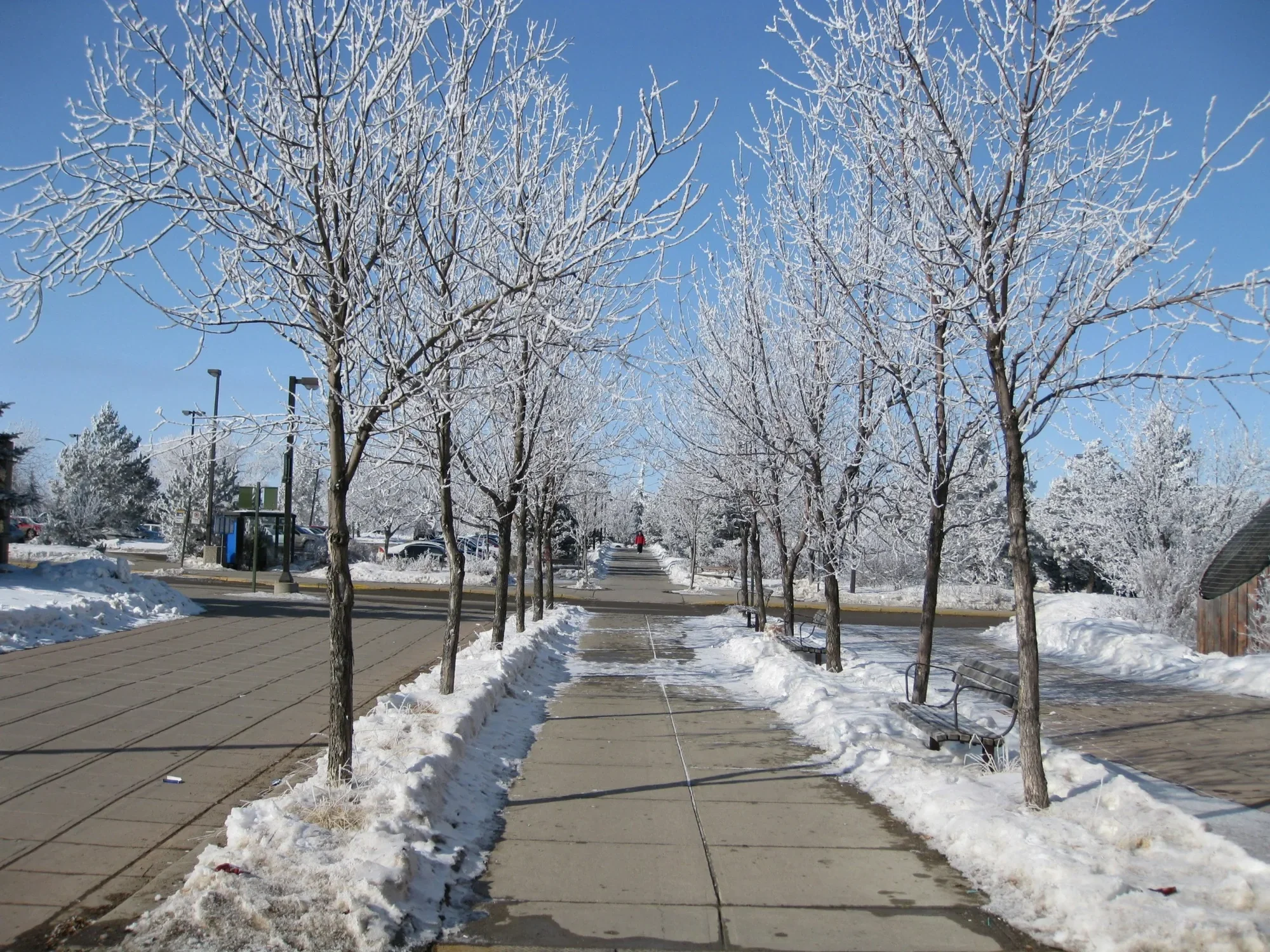 Professionally cleared tree-lined sidewalk showing reliable snow removal services in Calgary, ensuring safe pedestrian access throughout winter conditions.