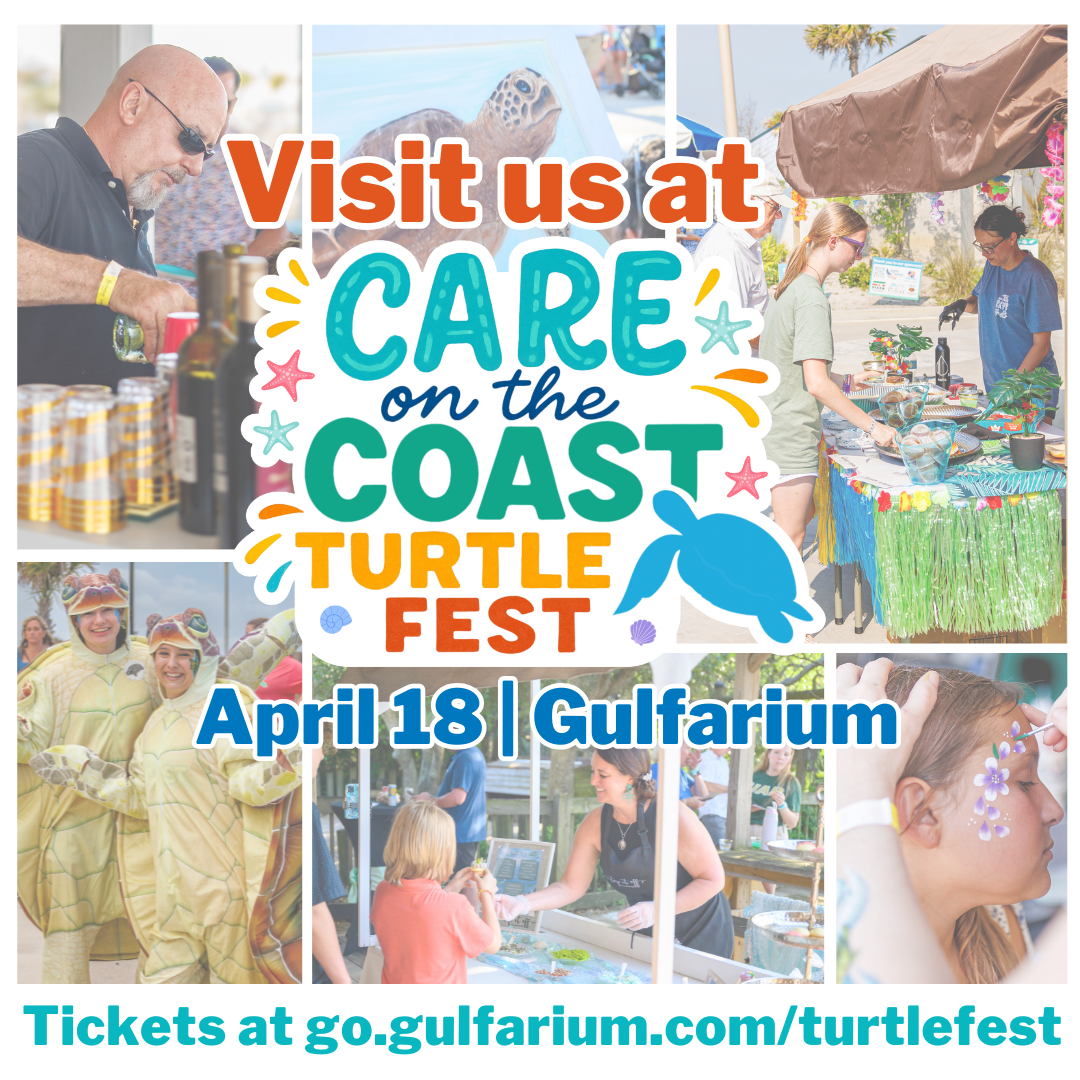 TurtleFest 2026 Vendor Post.png