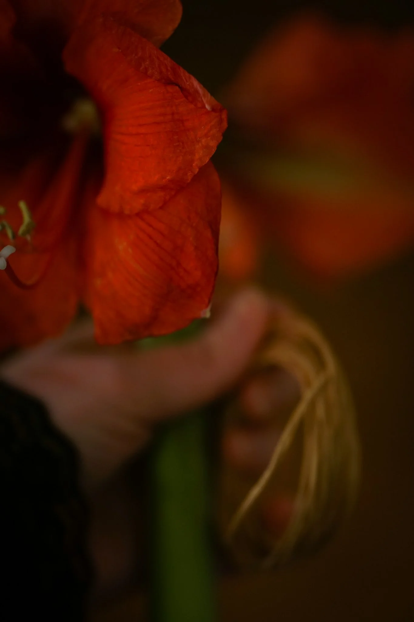 Noelle Photography_Chandelier Florals_20251224 (15).JPG