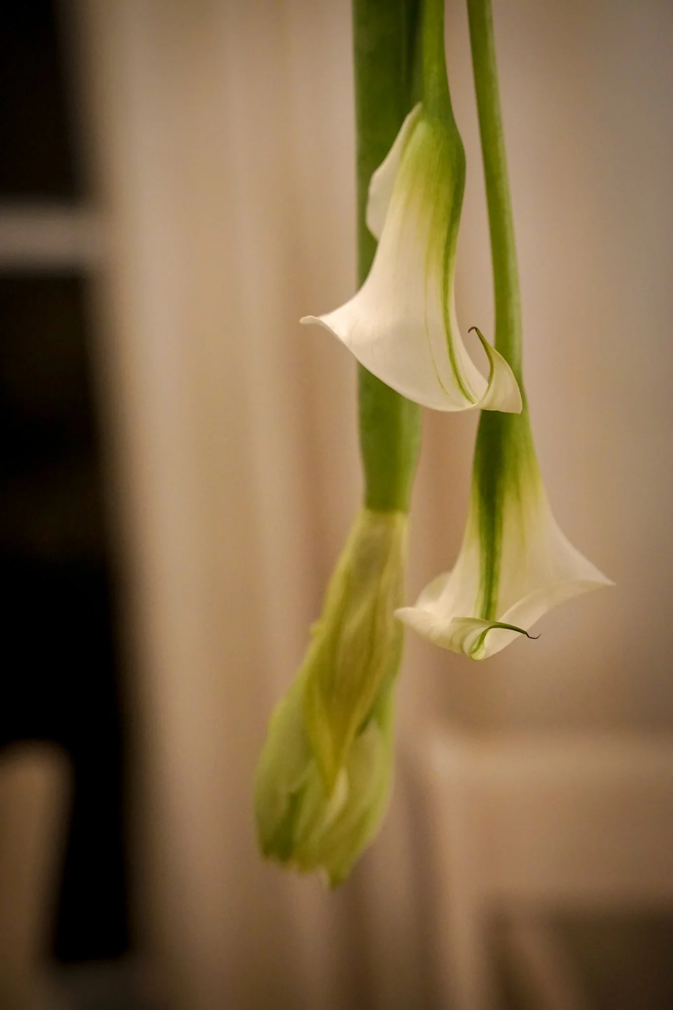 Noelle Photography_Chandelier Florals_20251224 (40).JPG