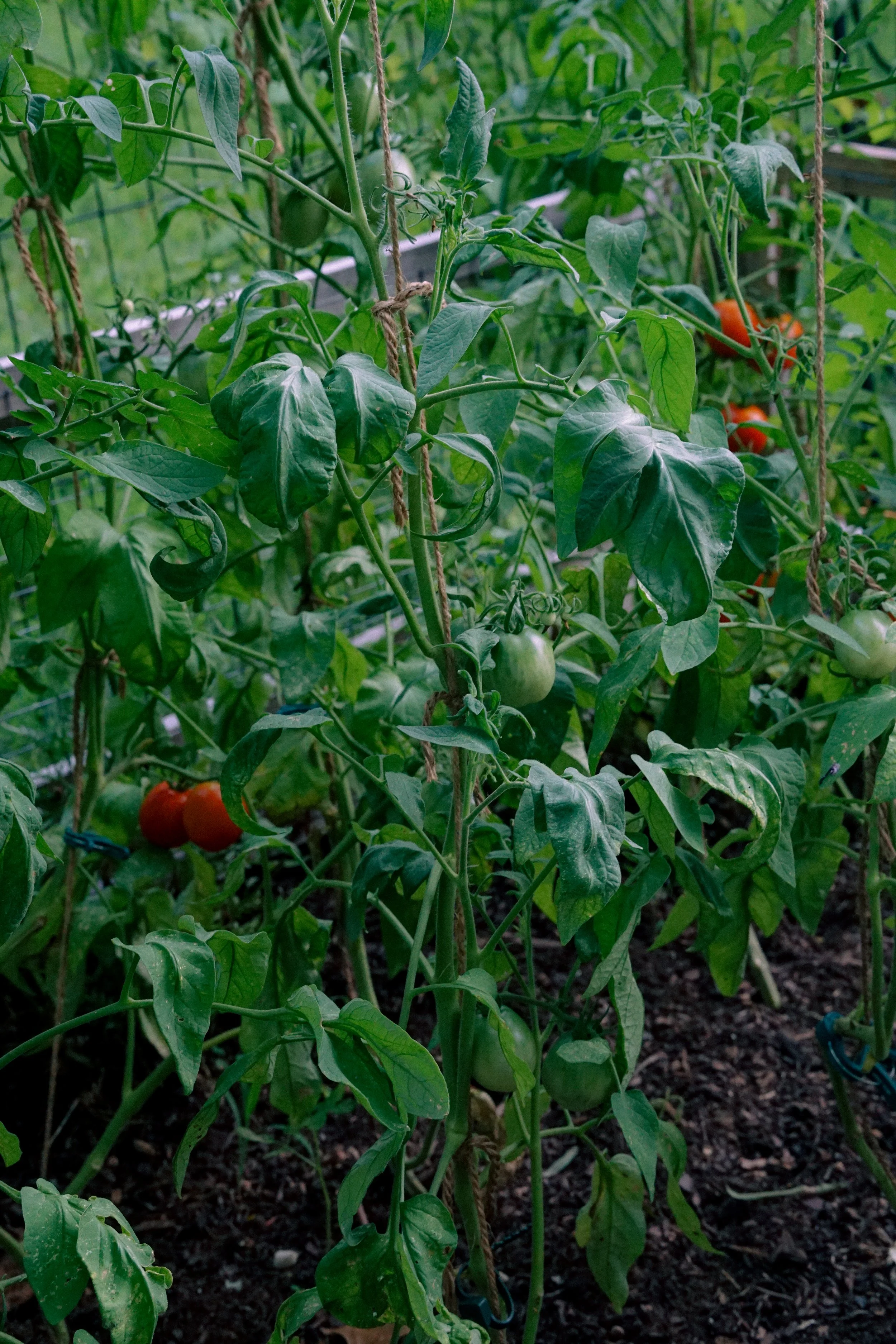 Tomatoes, watermelons, summer, and nostalgia