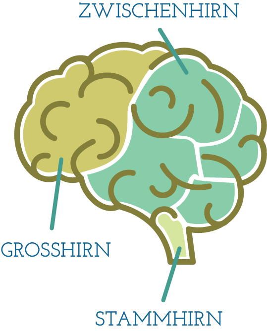 Diagram of a brain showing three regions labeled in German: 'GROSSHIRN' (cerebrum), 'ZWISCHENHIRN' (diencephalon), and 'STAMMHIRN' (brainstem).