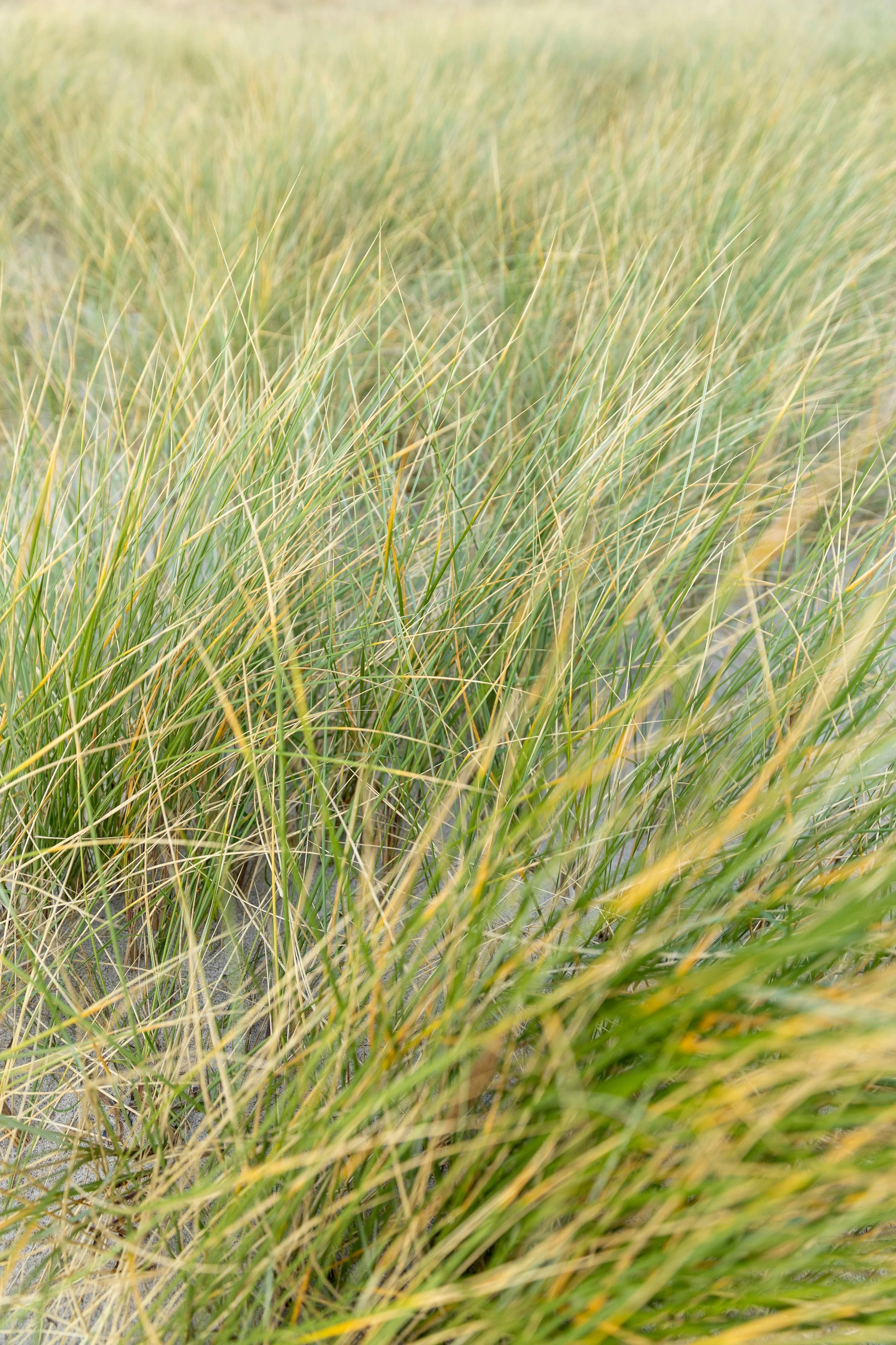 Dr Joel Sheridan – resilience-focused therapy