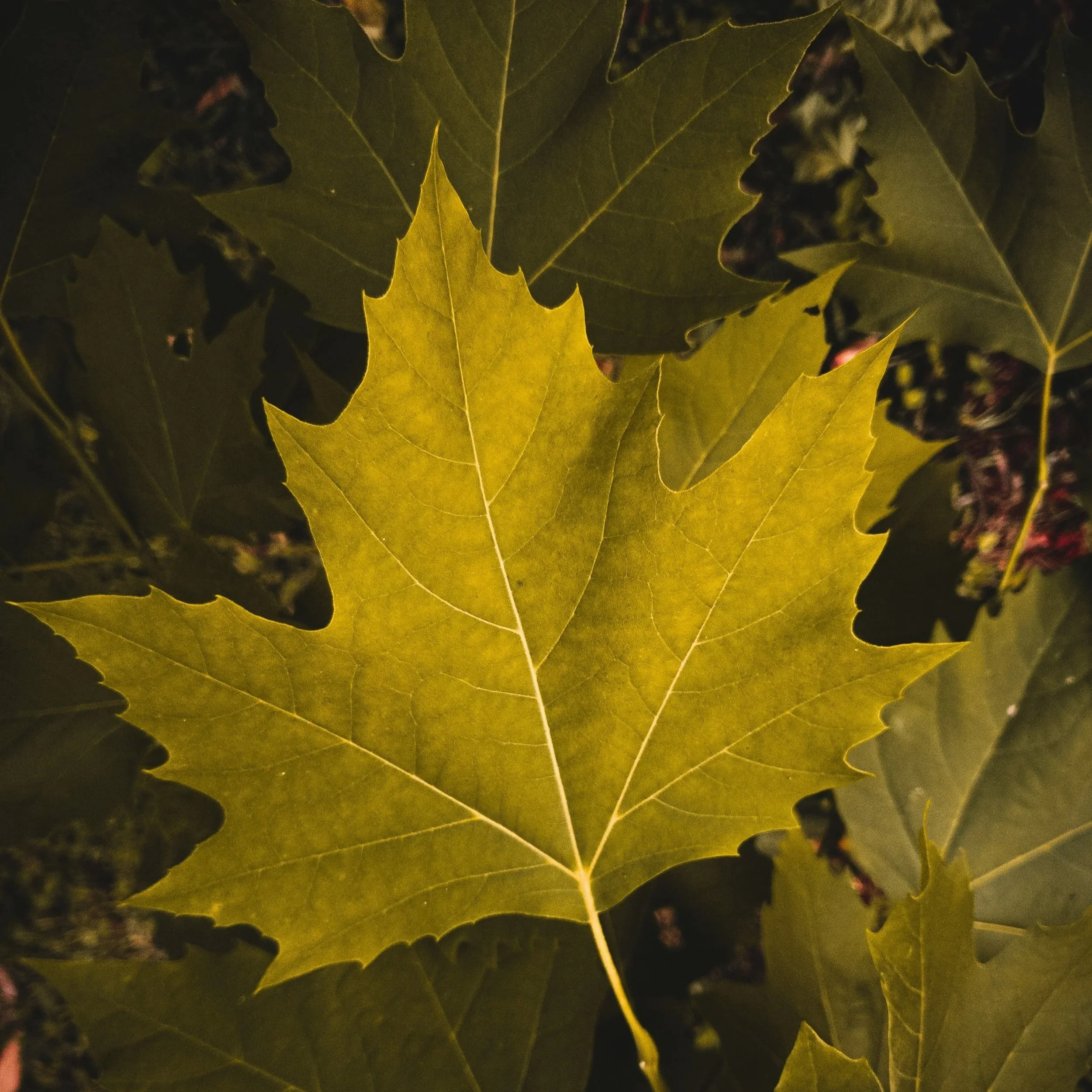 Dr Joel Sheridan – perfectionism therapy London