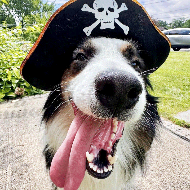 A dog wearing a pirate hat with a skull and crossbones symbol, yawning with its tongue out, outside on a sidewalk with greenery and parked cars in the background.