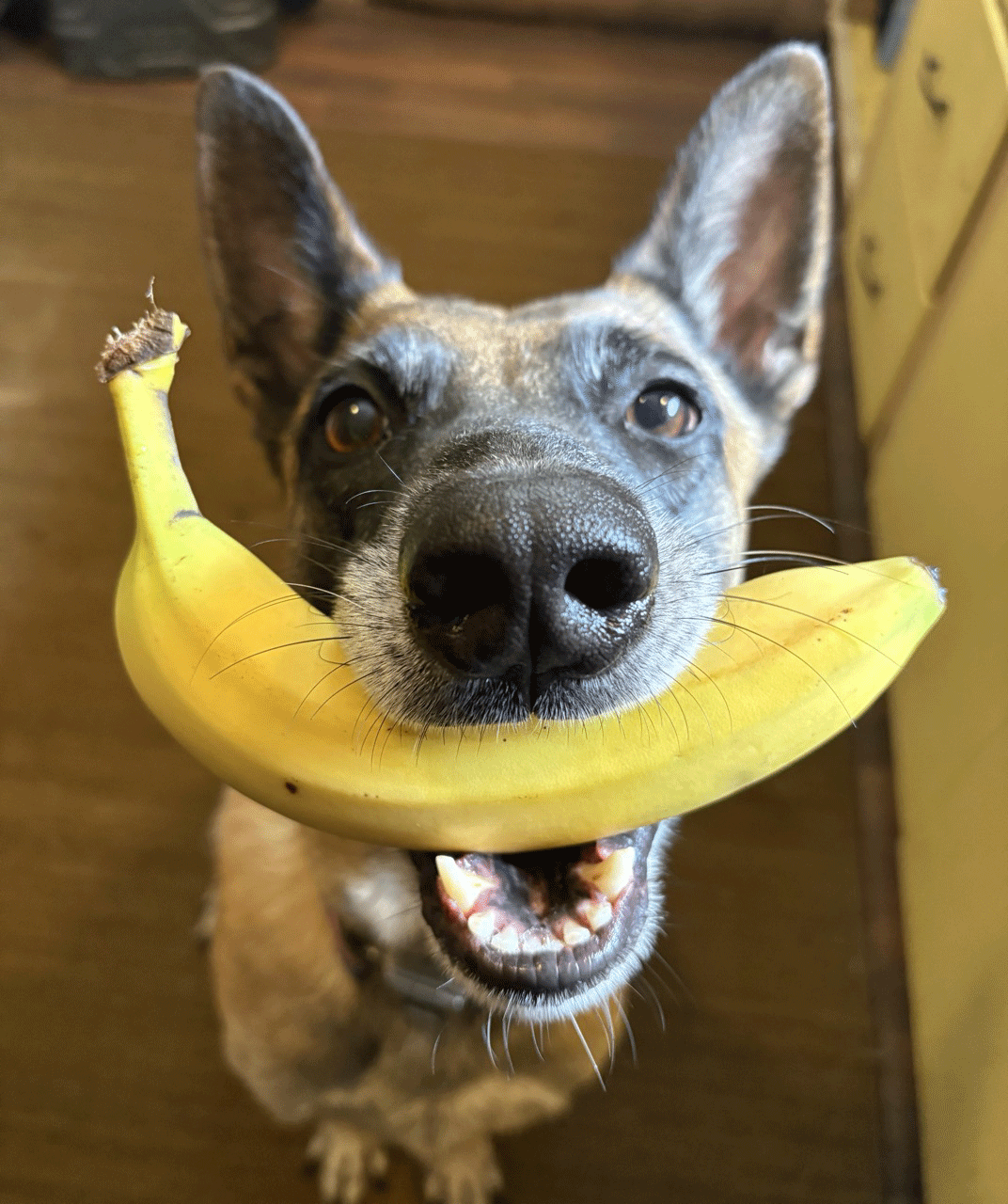 The Scoop on Why Your Dog is Eating Poop - Coprophagy