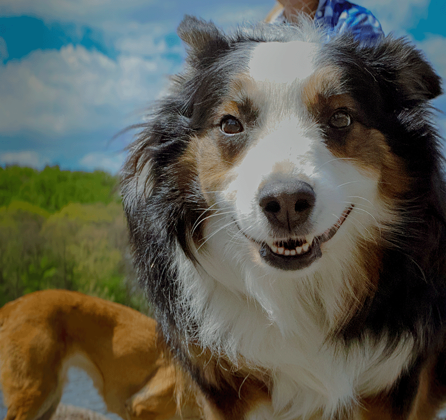 Australian_Shepherd_Runing.png
