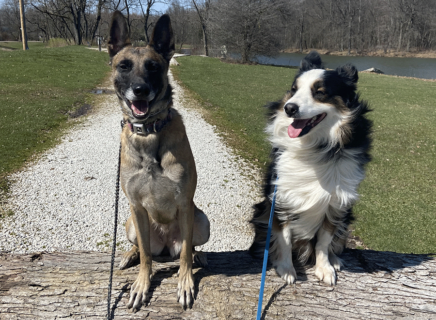 Dog_day_camp.png