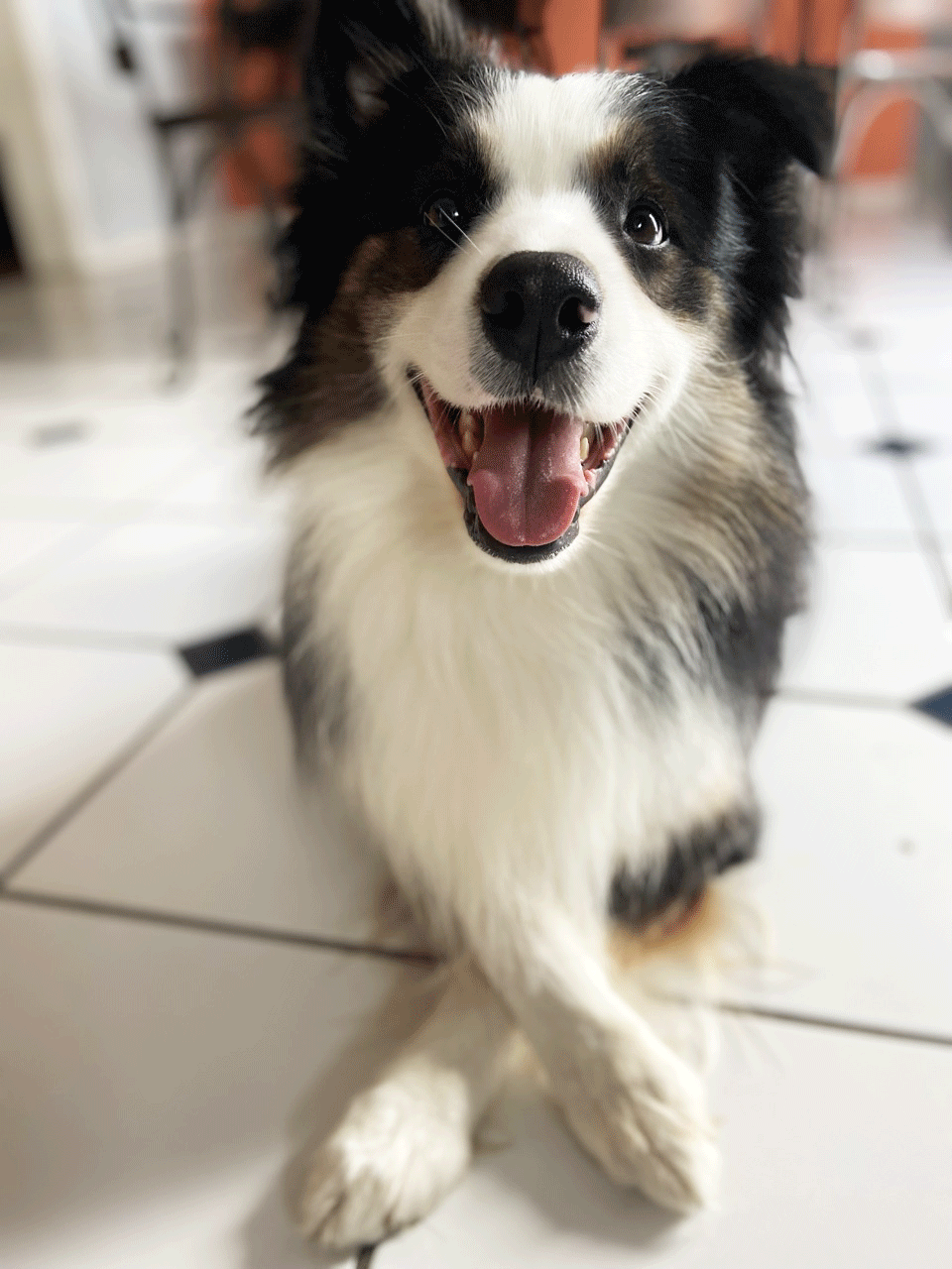 A happy Australian Shepherd dog with a black, white, and brown coat sitting on a tiled floor.