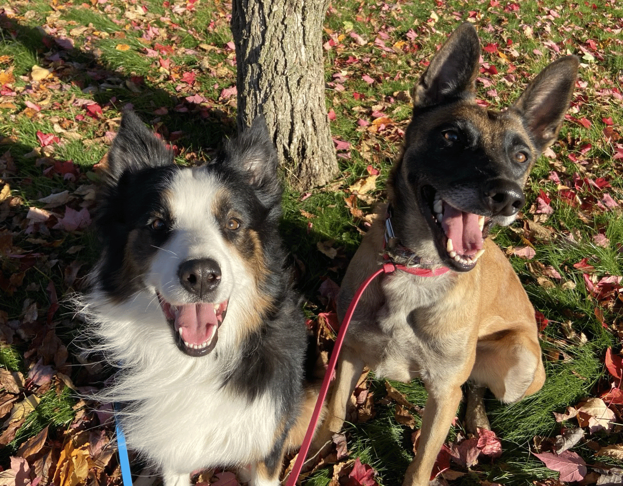 Two dogs sitting outdoors on autumn leaves near a tree, looking happy and smiling.