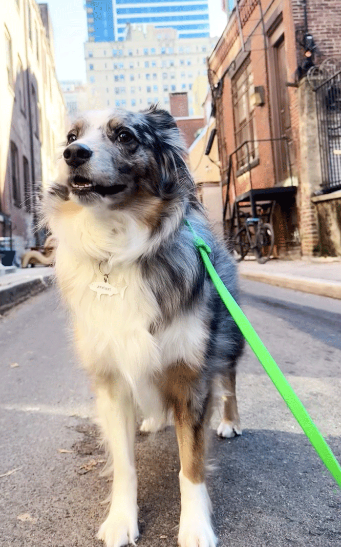 Australian_Shepherd.png