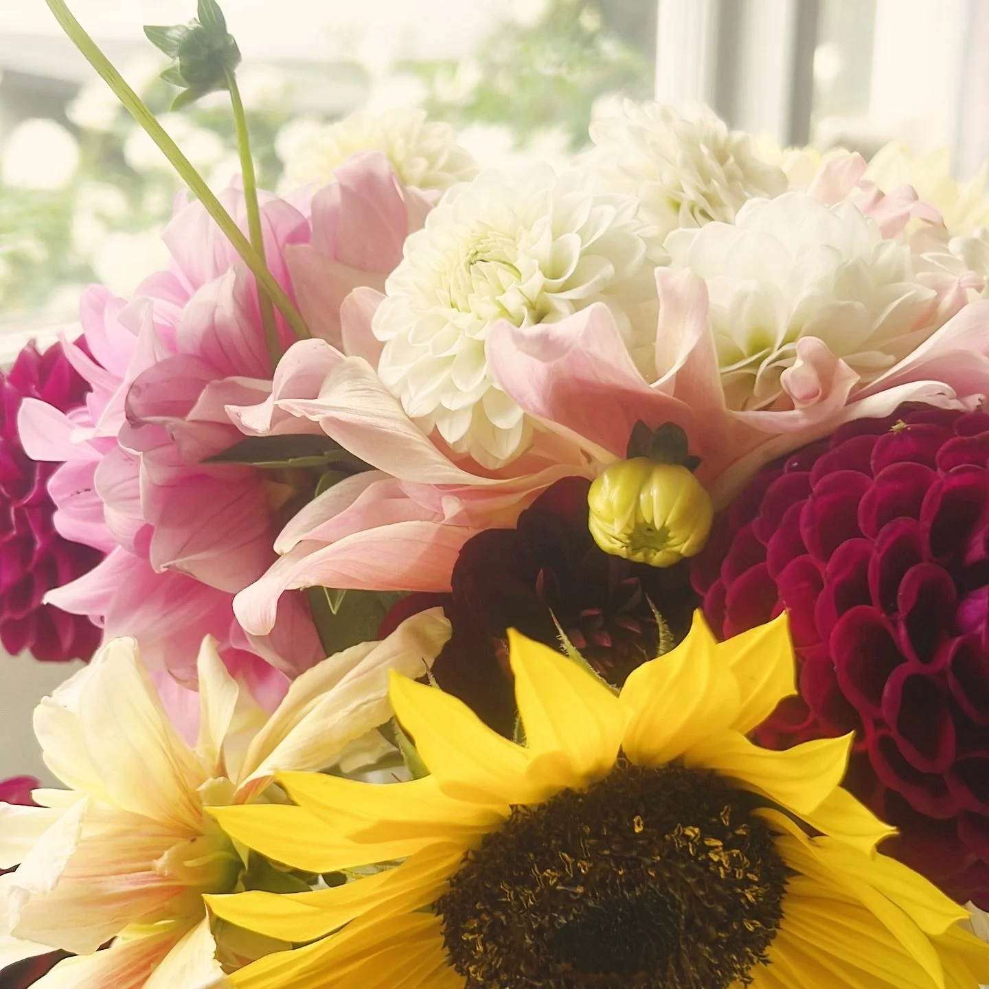 Sunflowers brightening the farm office today, so grateful for the garden on these gloomy days.🌻

The last couple of weeks have been full of hormone and cycle support, breastfeeding care, endo, acne, and gut health work; using nutrients and herbs alo