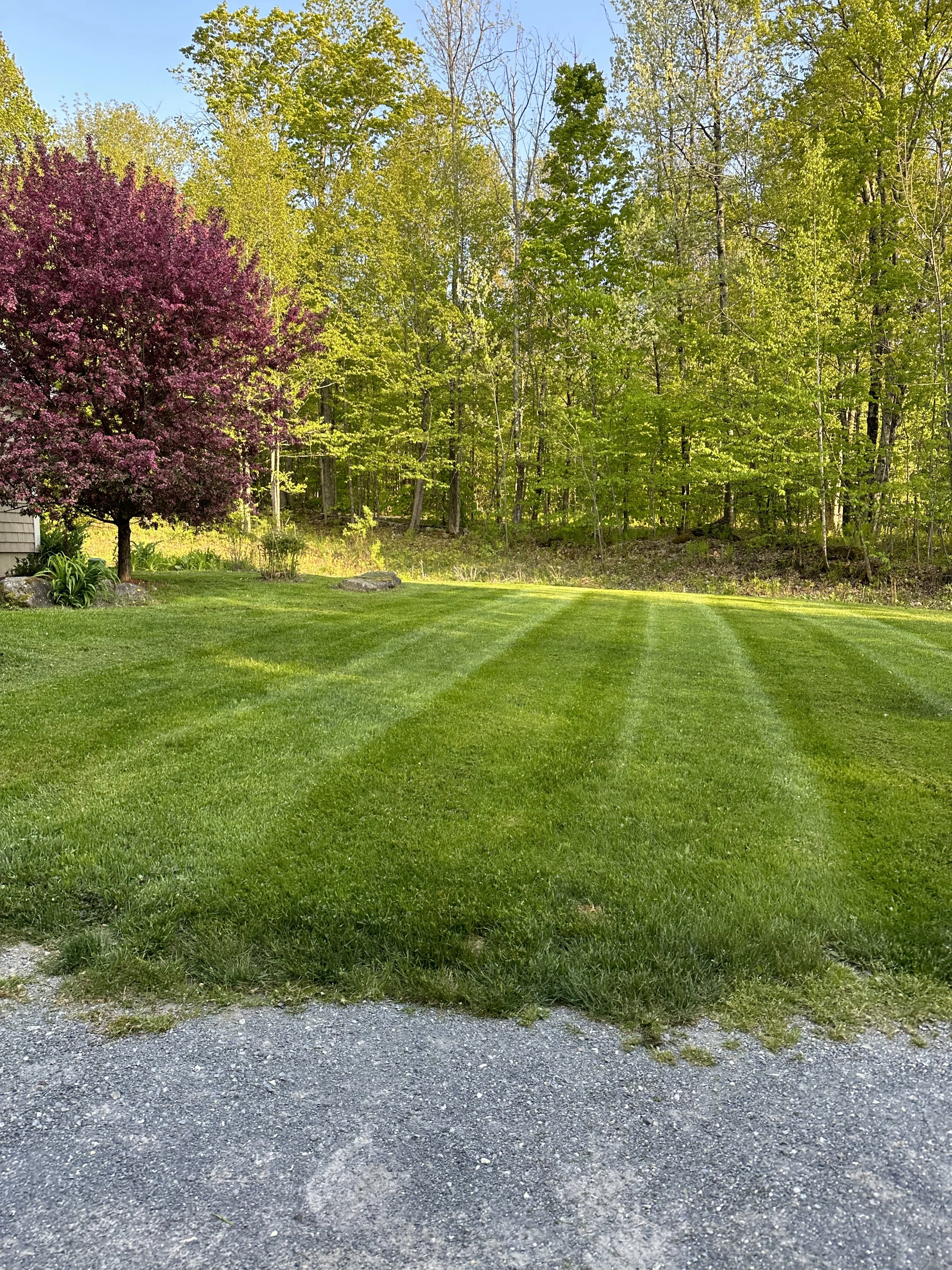 A well-maintained lawn with diagonal mowing lines, surrounded by trees including a purple-leafed tree on the left and green trees in the background, with a gravel area in the foreground and a house partially visible on the far left.