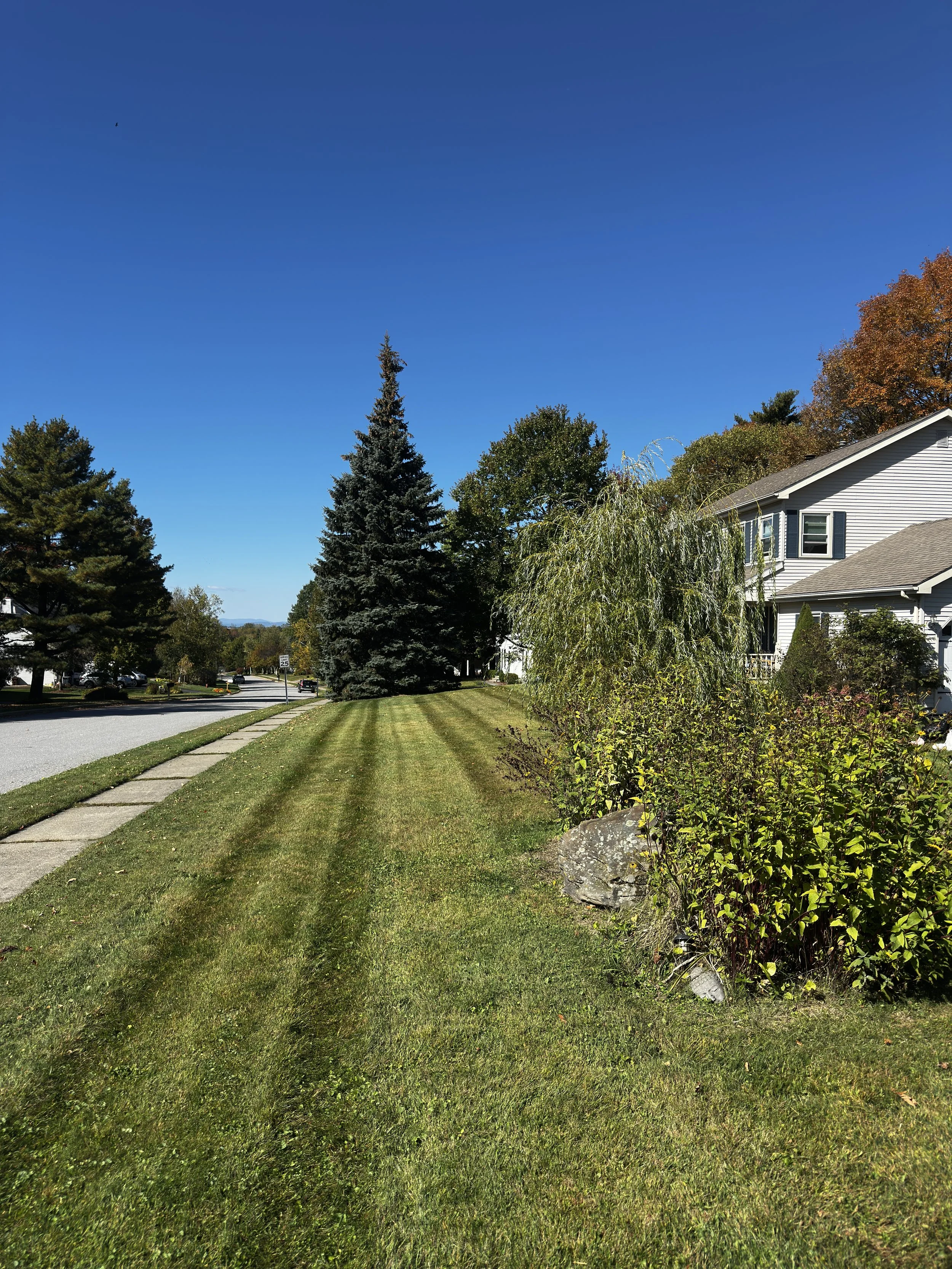 A suburban sidewalk with green grass, trees, and a house on a sunny day.