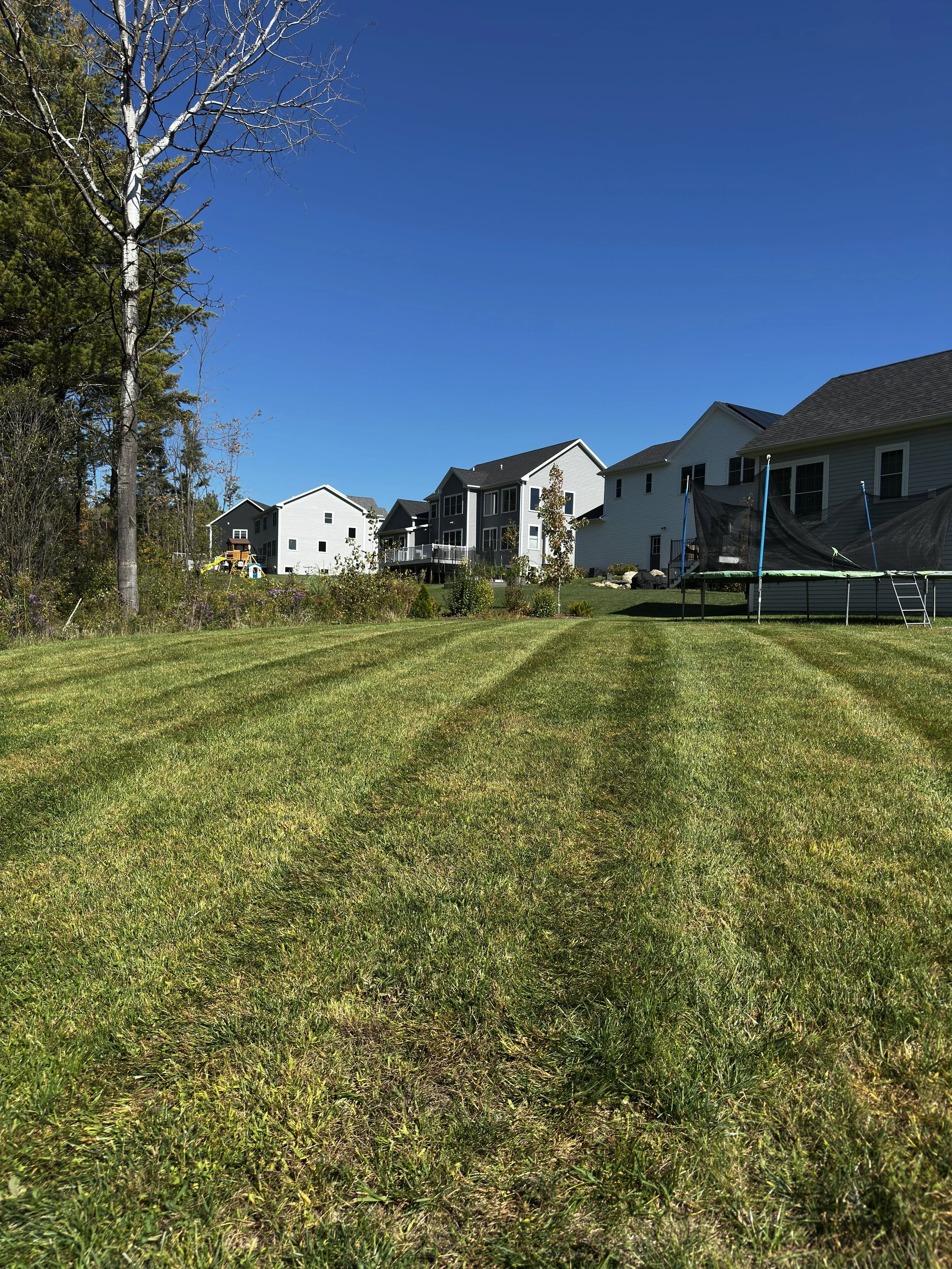 A backyard with well-manicured grass, a large tree, and neighboring houses under a clear blue sky.