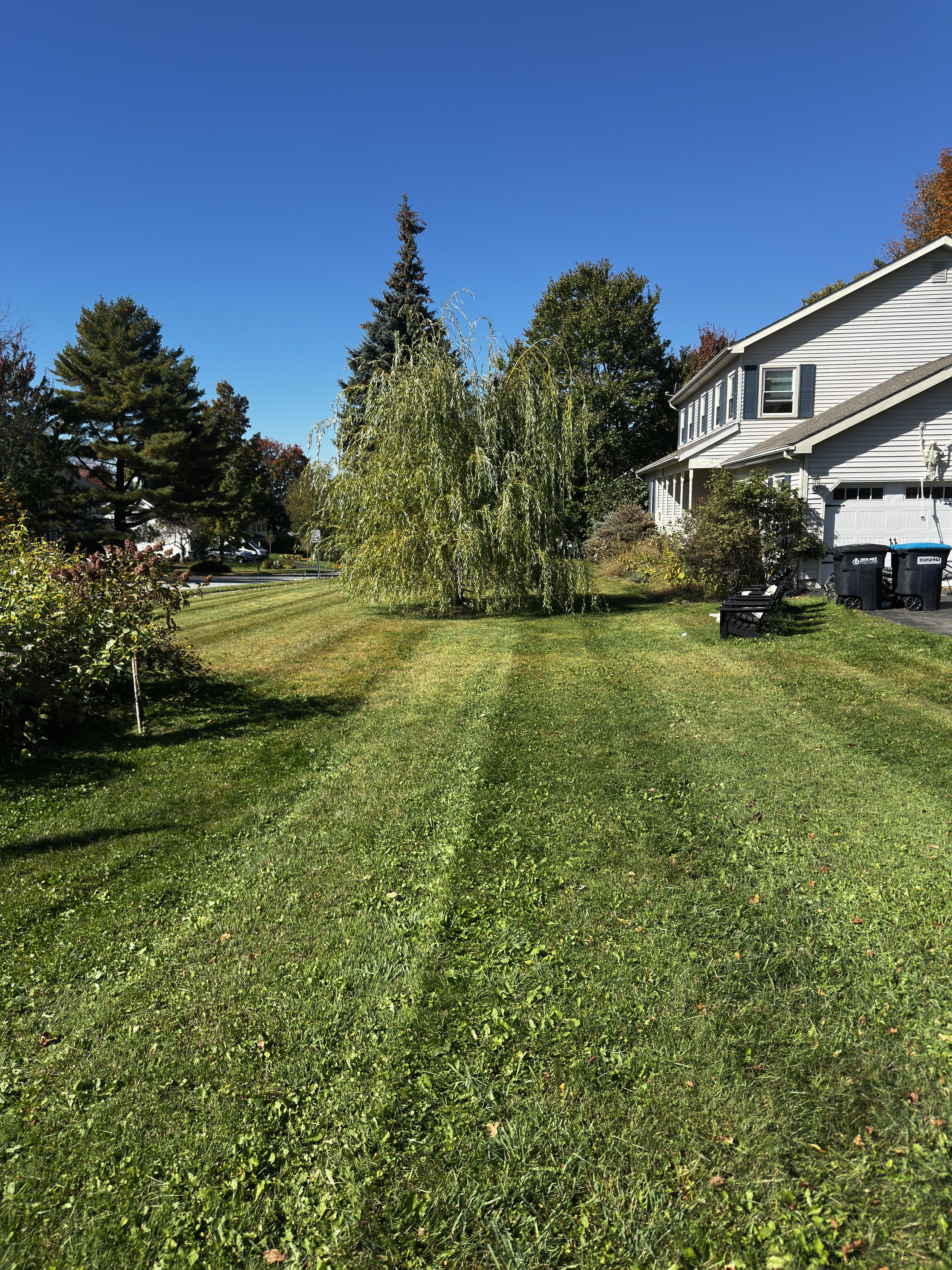A suburban front yard with a large weeping willow tree, well-manicured grass, a white house with a garage, and trash bins, under a clear blue sky.