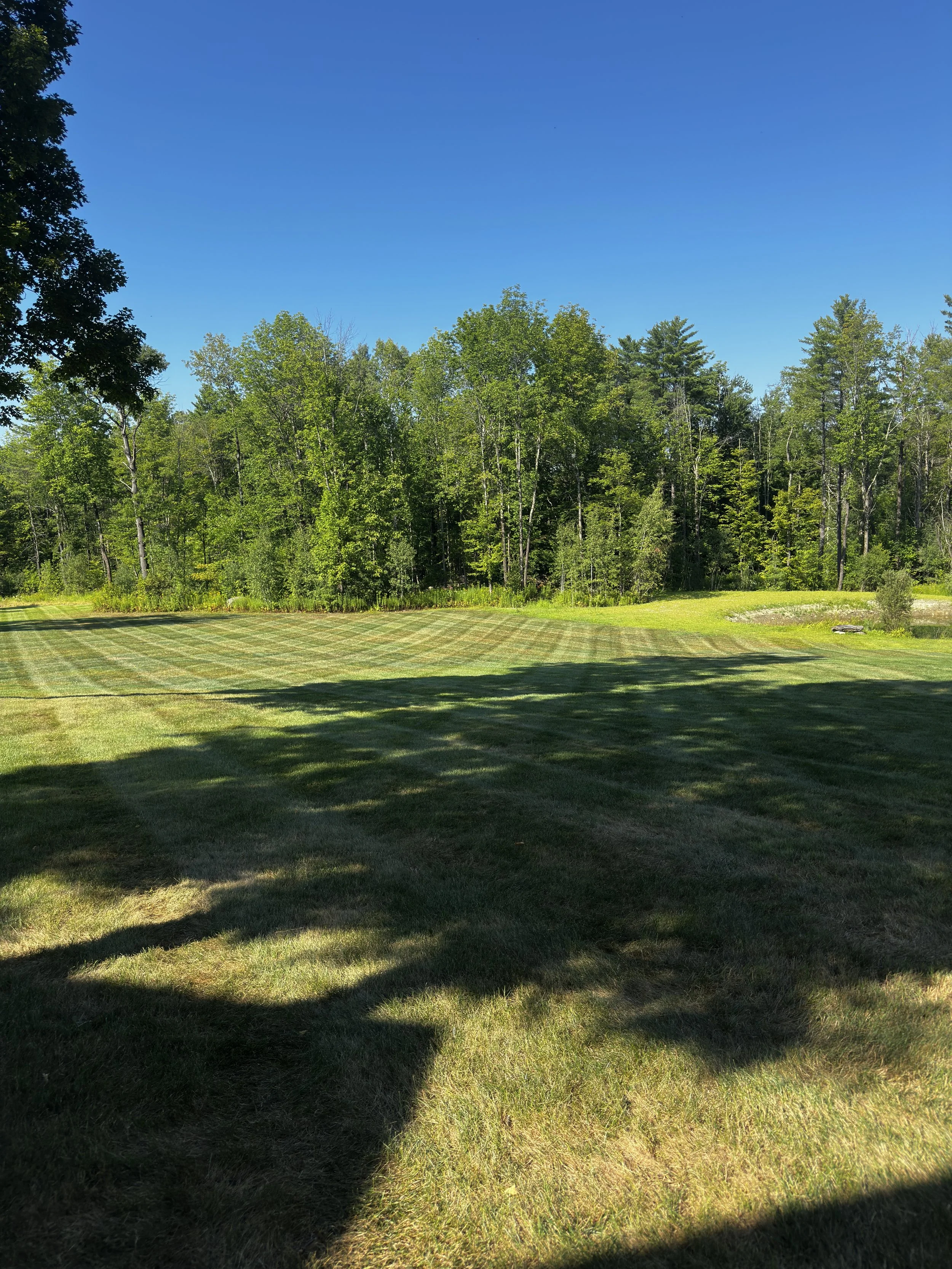 A backyard with freshly mowed grass, casting shadows from nearby trees, and a background of a dense forest under a clear blue sky.