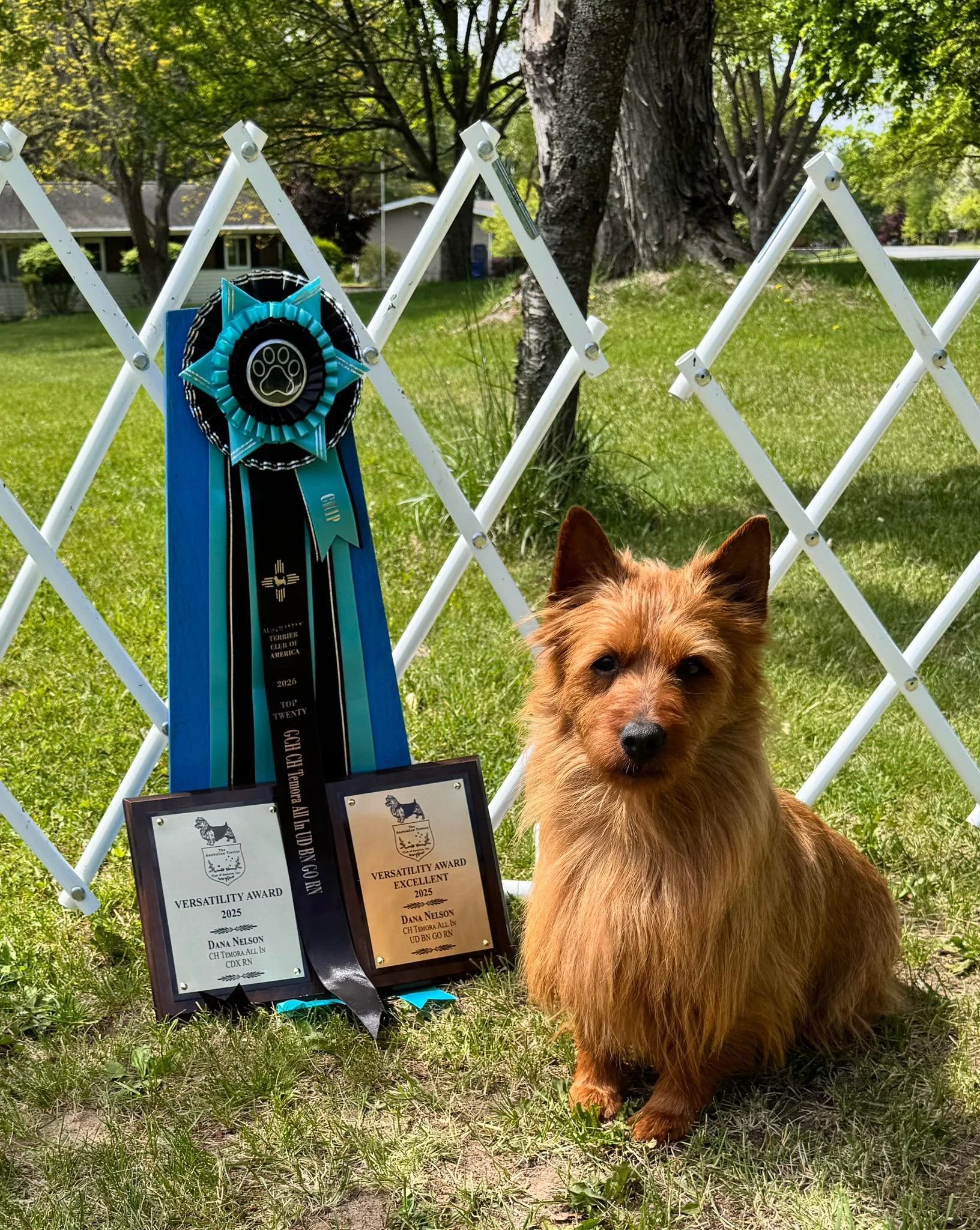 Chip, an Australian Terrier, poses with his versatility awards