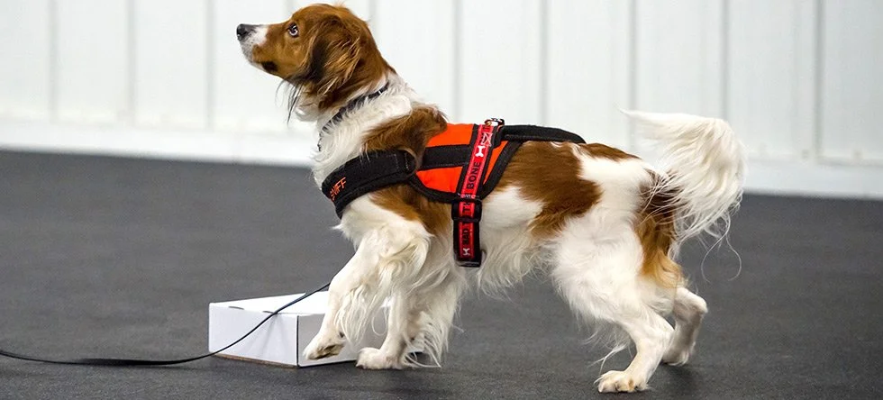 Kooikerhondje alerts on a container in scent work