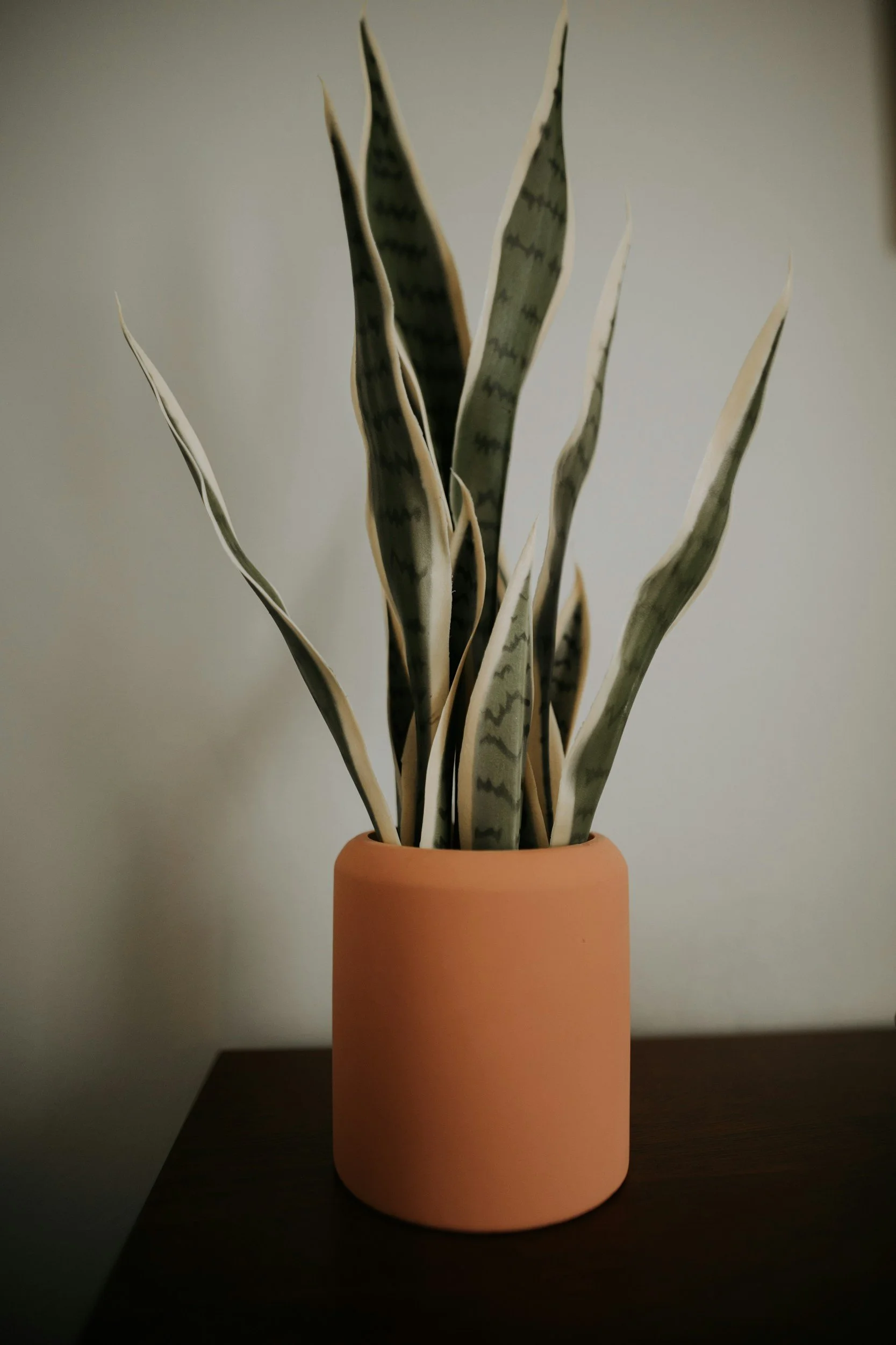 A potted snake plant with tall, variegated leaves in a peach-colored cylindrical planter placed on a dark surface against a plain white wall.