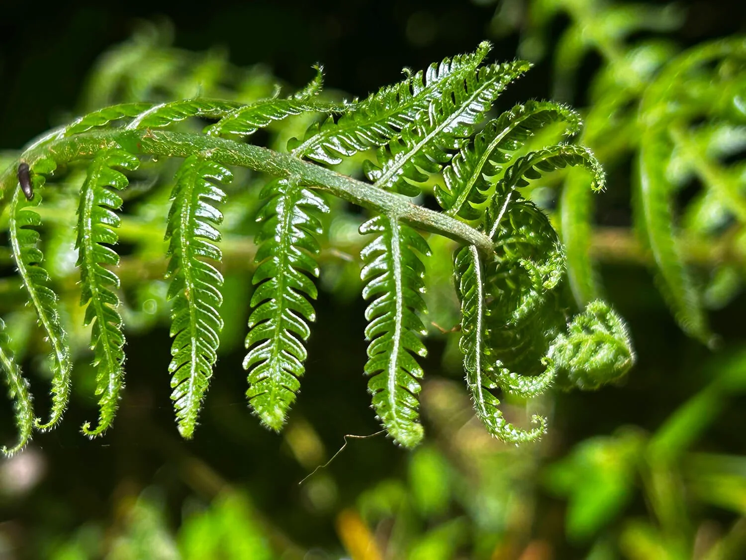 Close-up of green fern leaves with curled fronds and detailed veins under natural sunlight.