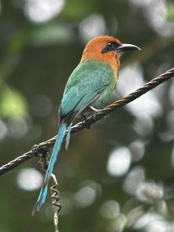 A colorful bird with an orange head, green body, and long blue tail perched on a tree branch.