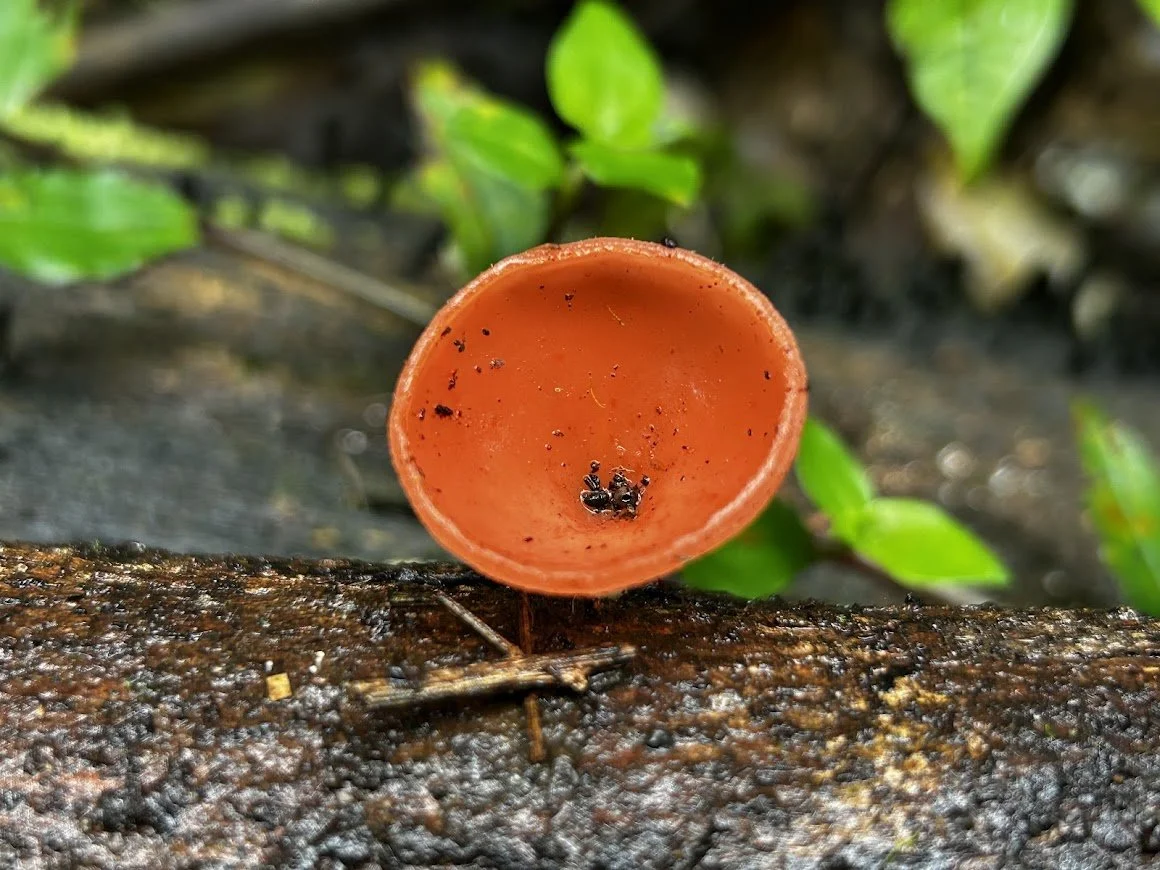 A small orange cup fungus on a log with some soil and green leaves in the background.