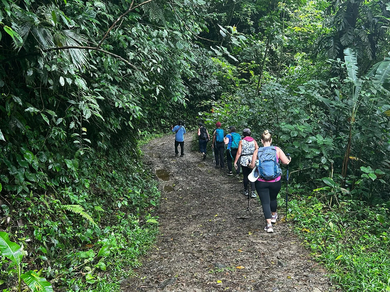 A group of hikers walking along a dirt trail through a lush, green jungle.