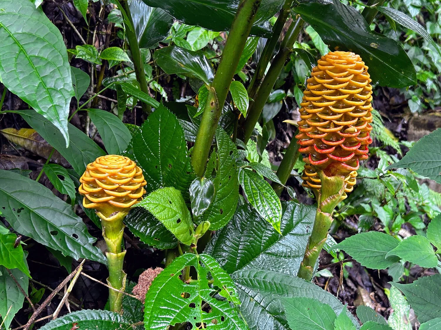 Two yellow cone-shaped flowers with overlapping petal rings growing on green stems in a lush, leafy forest setting.