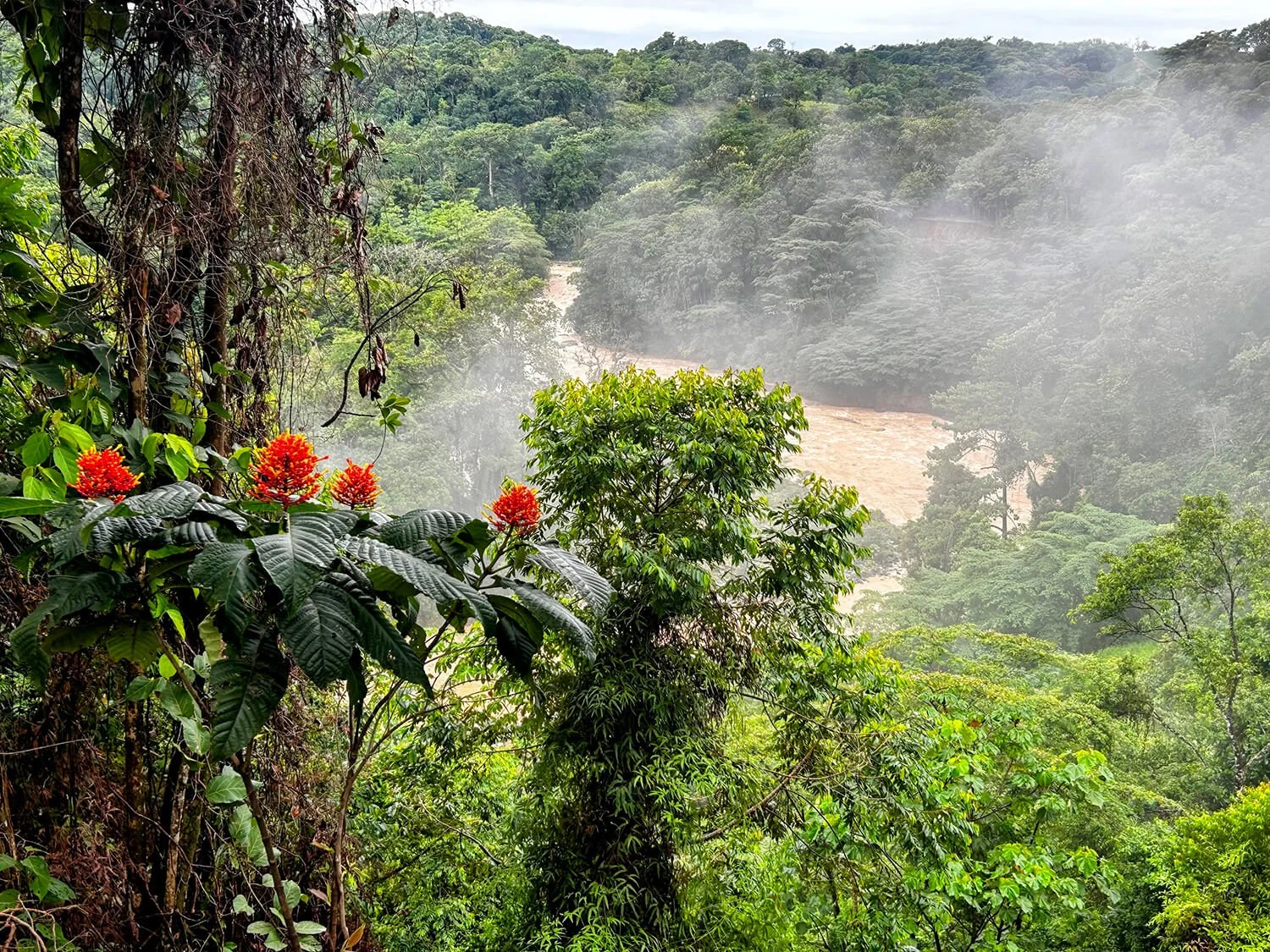 costa rica forest jungle view of brown raging river mist and red flowers
