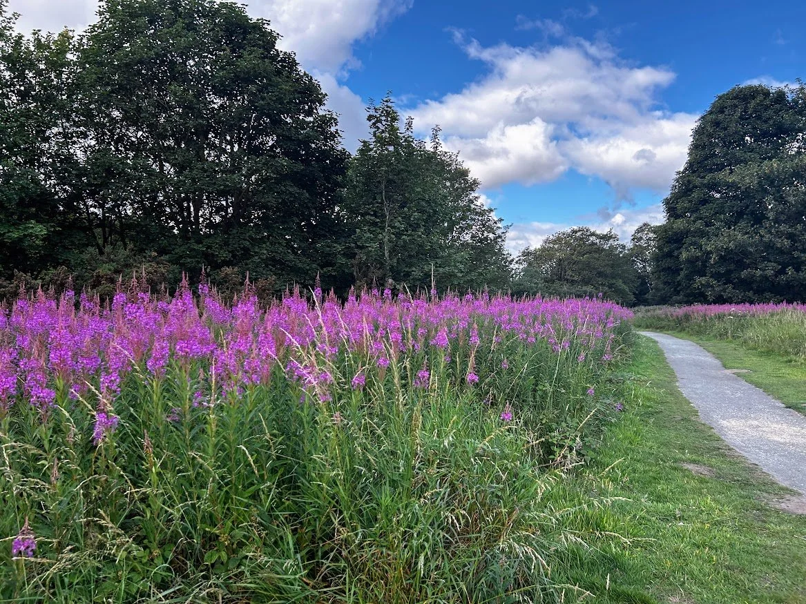 magenta pink wildflowers england countryside trail with trees and blue skies