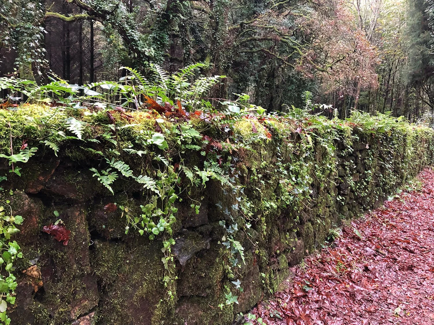 Moss-covered stone wall with green plants and ferns on top, next to a dirt path covered with reddish fallen leaves, surrounding trees in a forest setting.