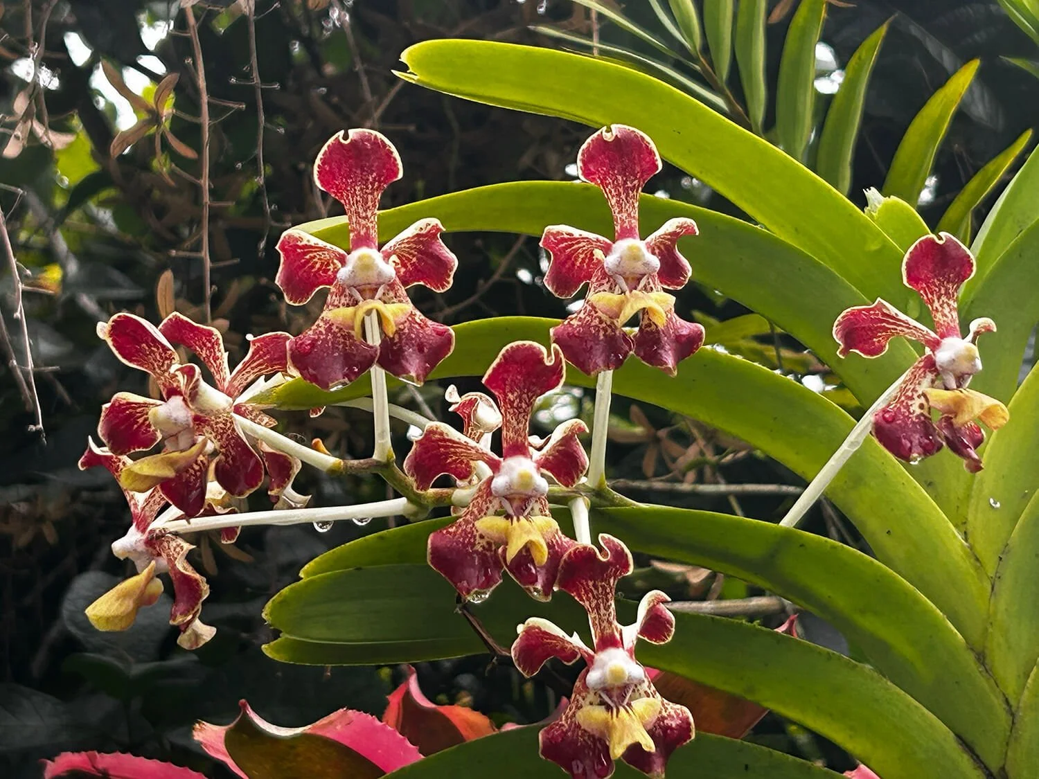 Close-up of pink and yellow orchids with green leaves, some water droplets on the leaves.